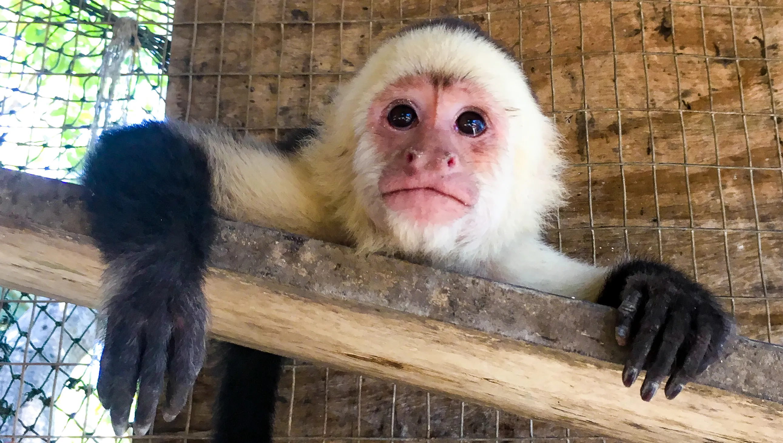 Monkeys and Great Apes