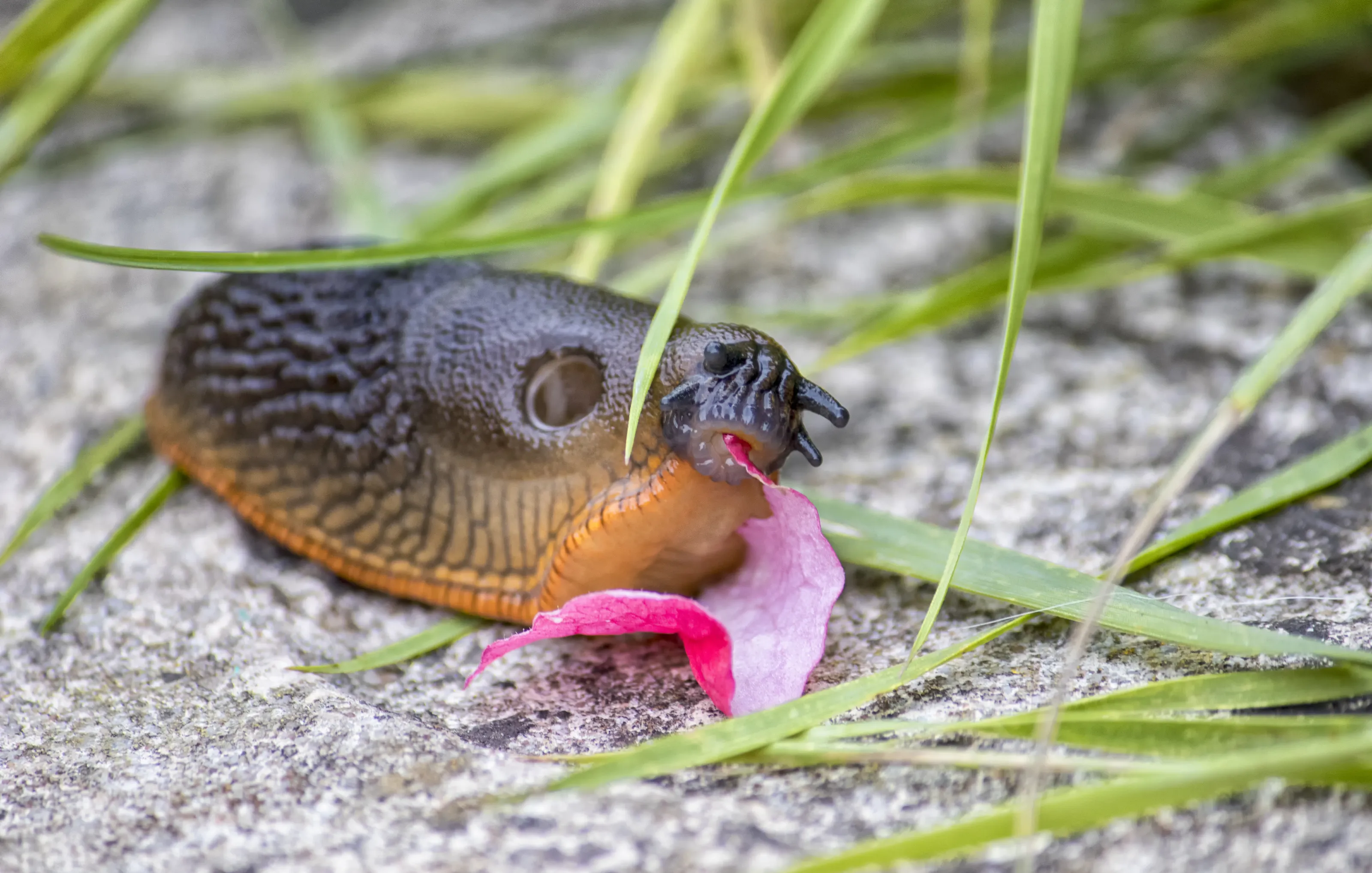 Land and Sea Slugs
