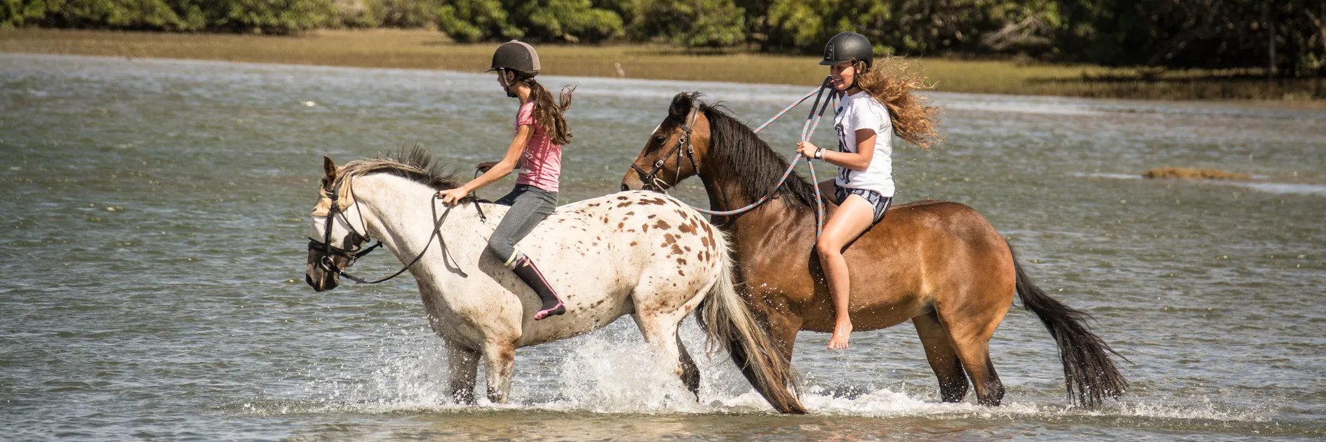 Horse with rider
