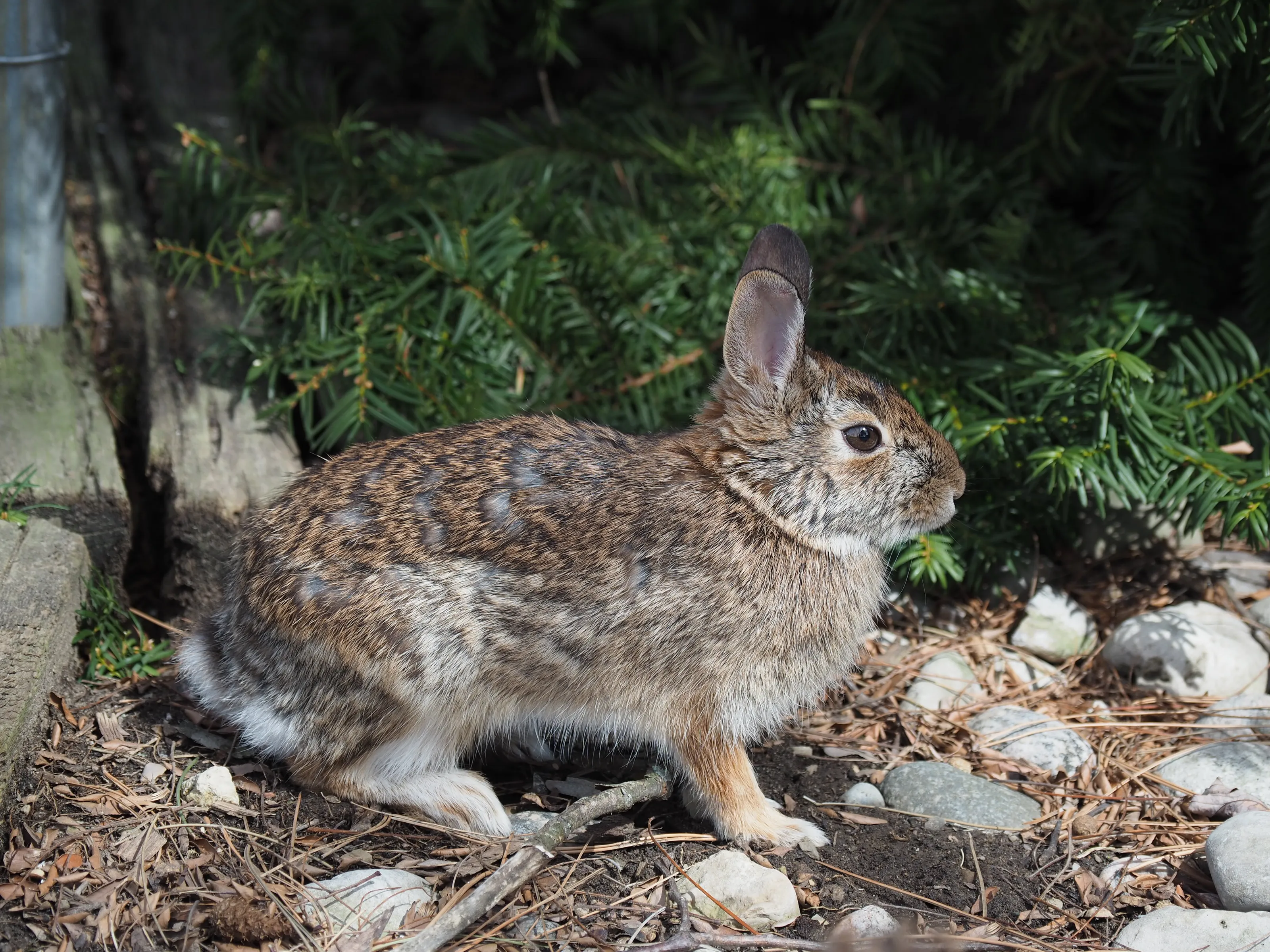 Wildlife in your neighbourhood
