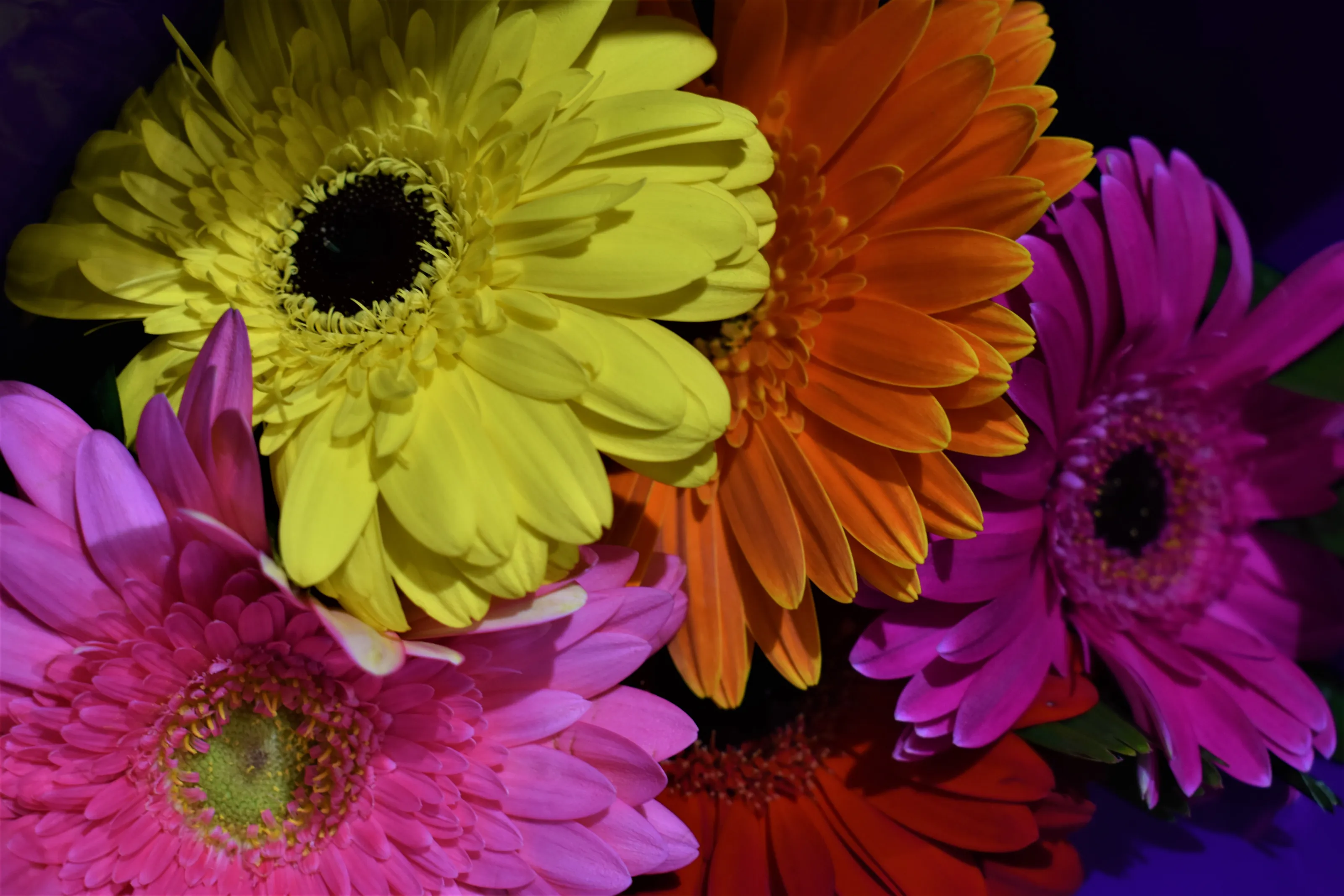 Colourful Flowers