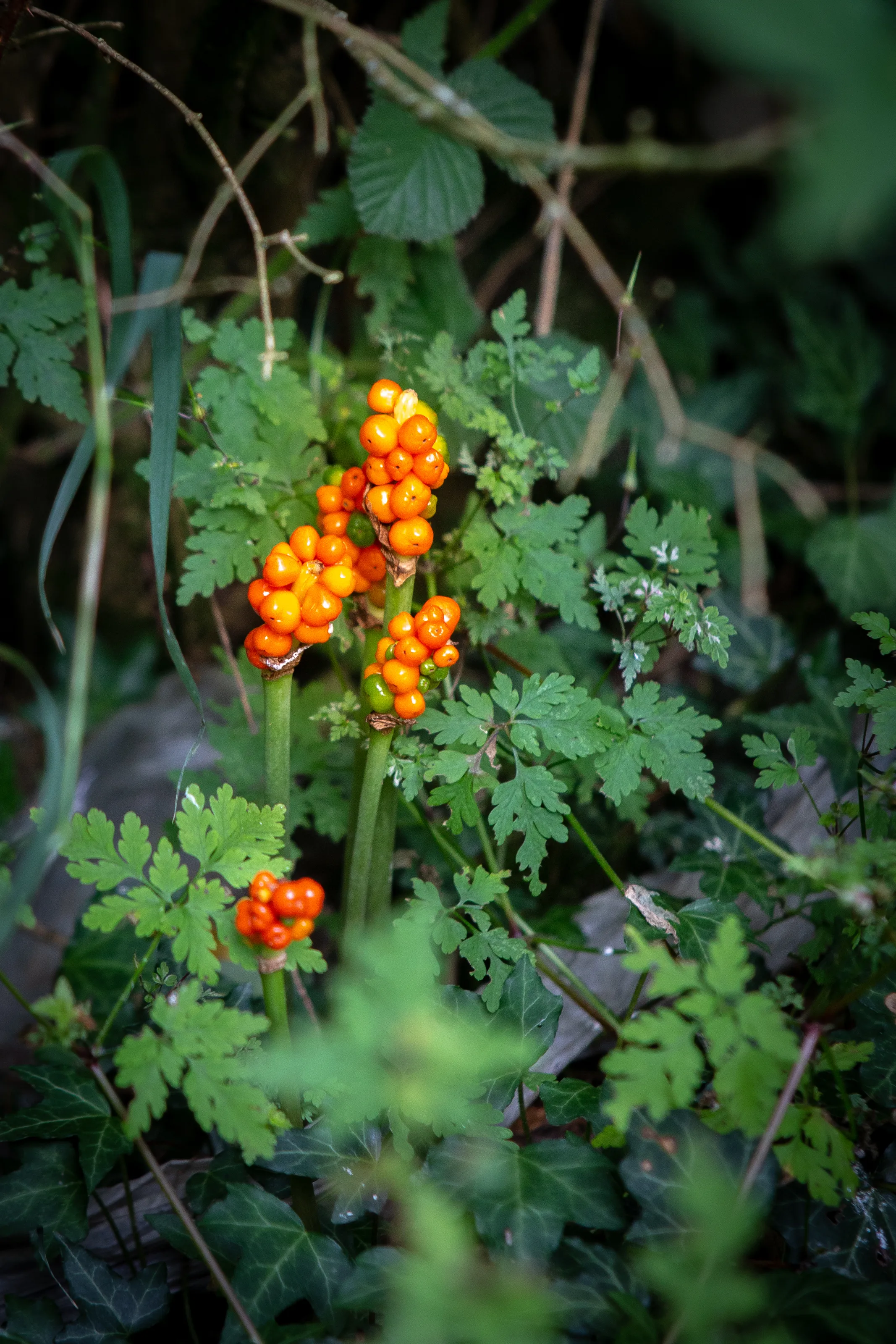 Fruits, nuts and berries