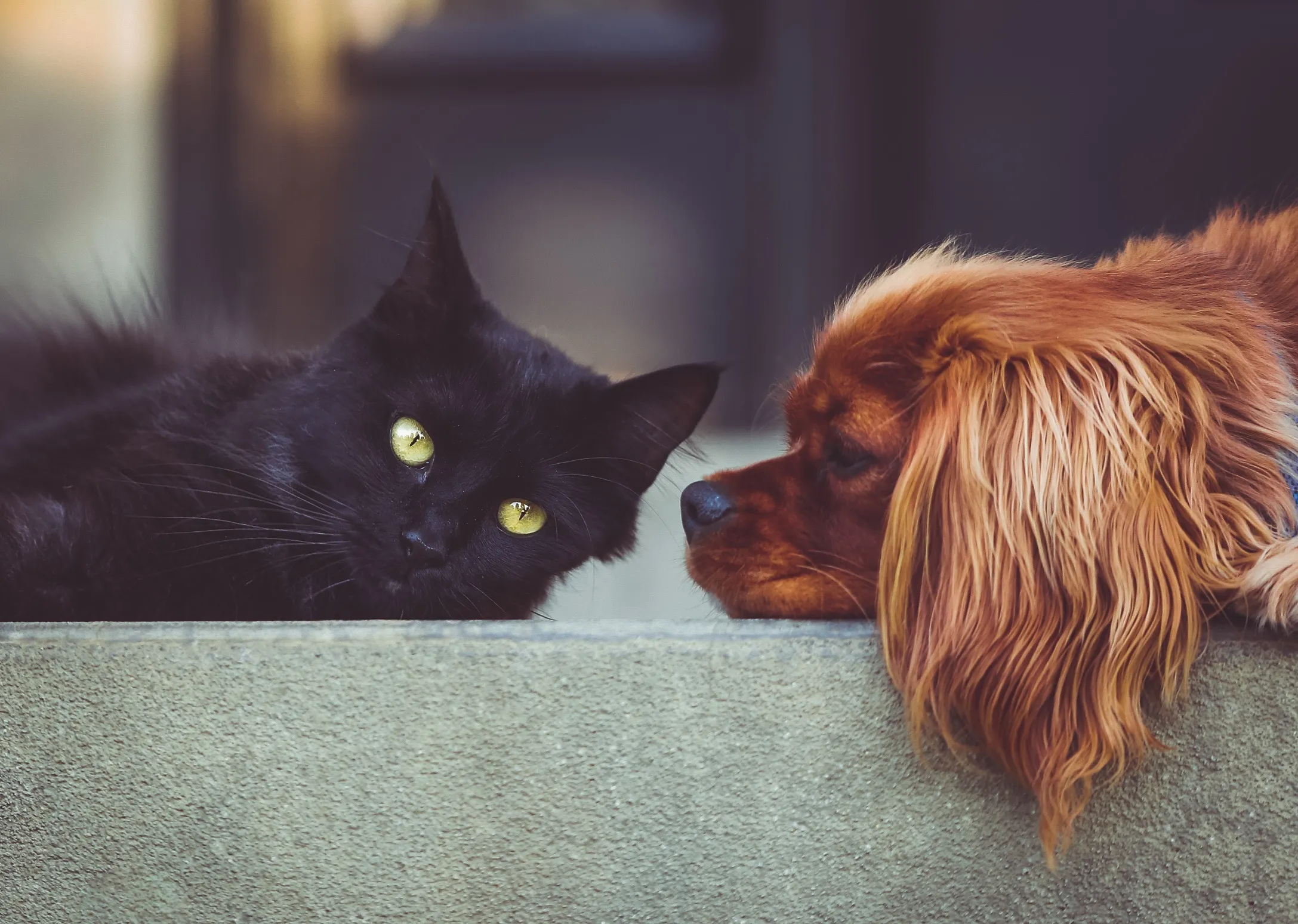 Animals – Photoshop challenge