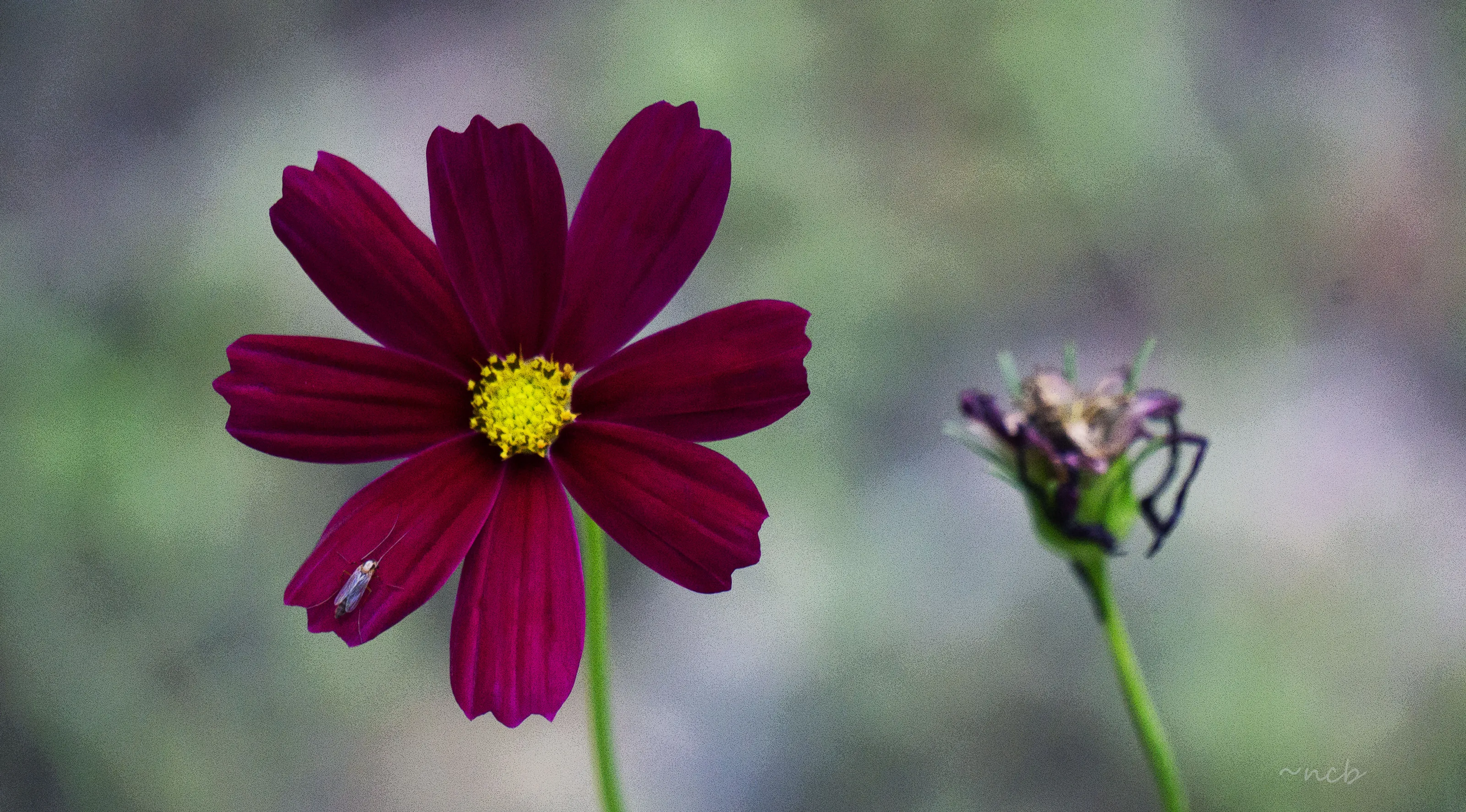 Bug and Bloom