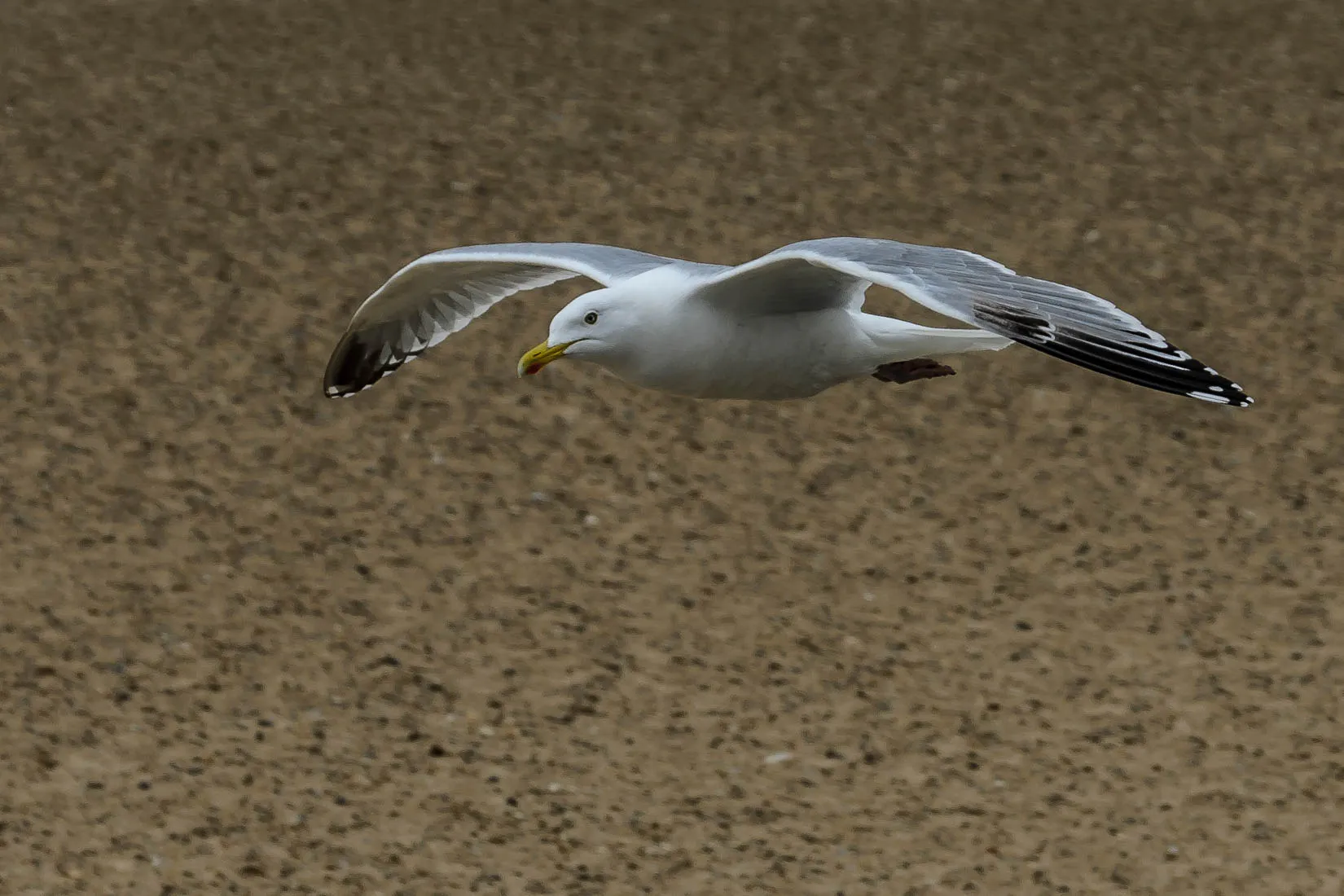 Gulls