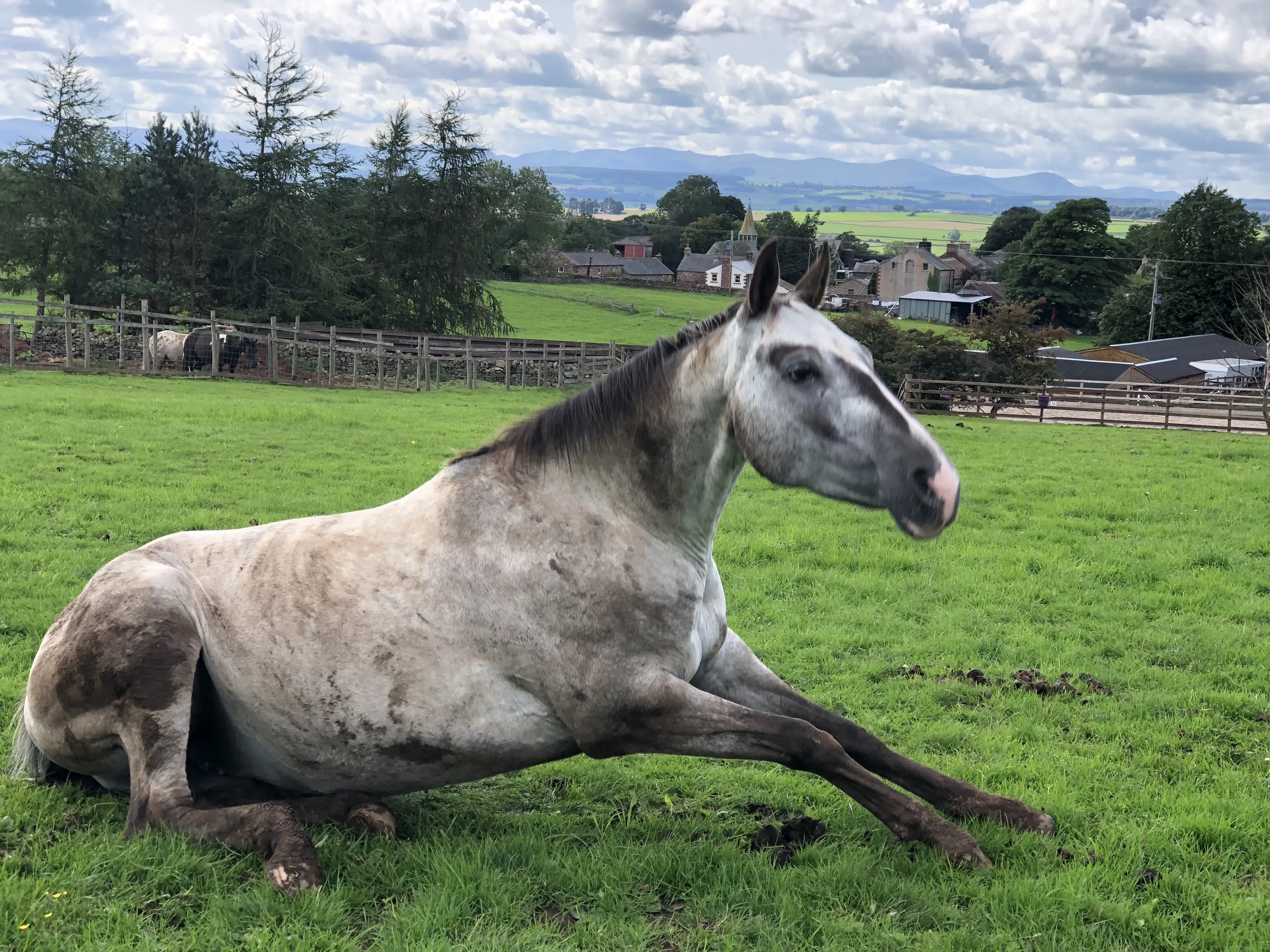Horses