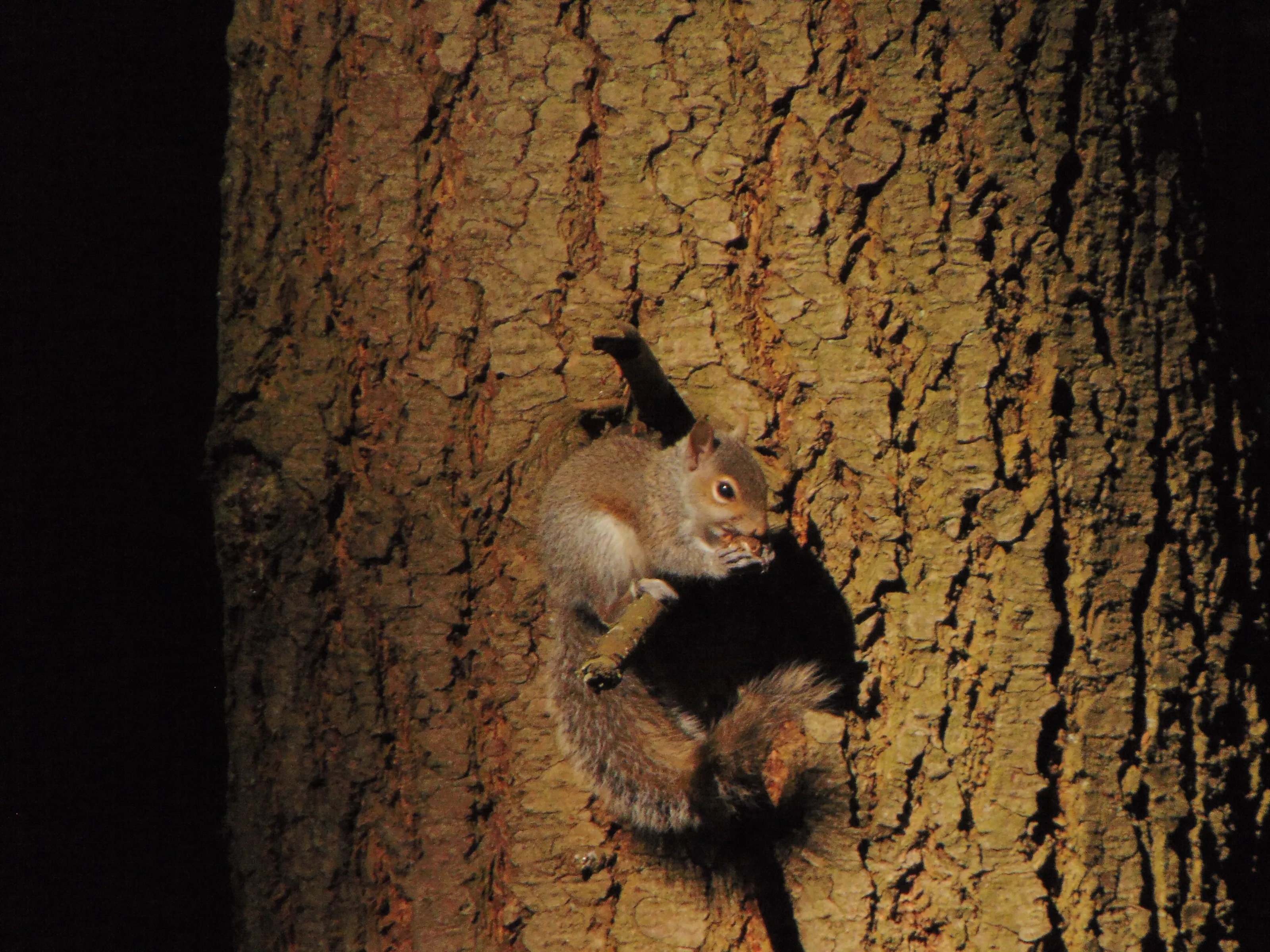 Squirrels with food