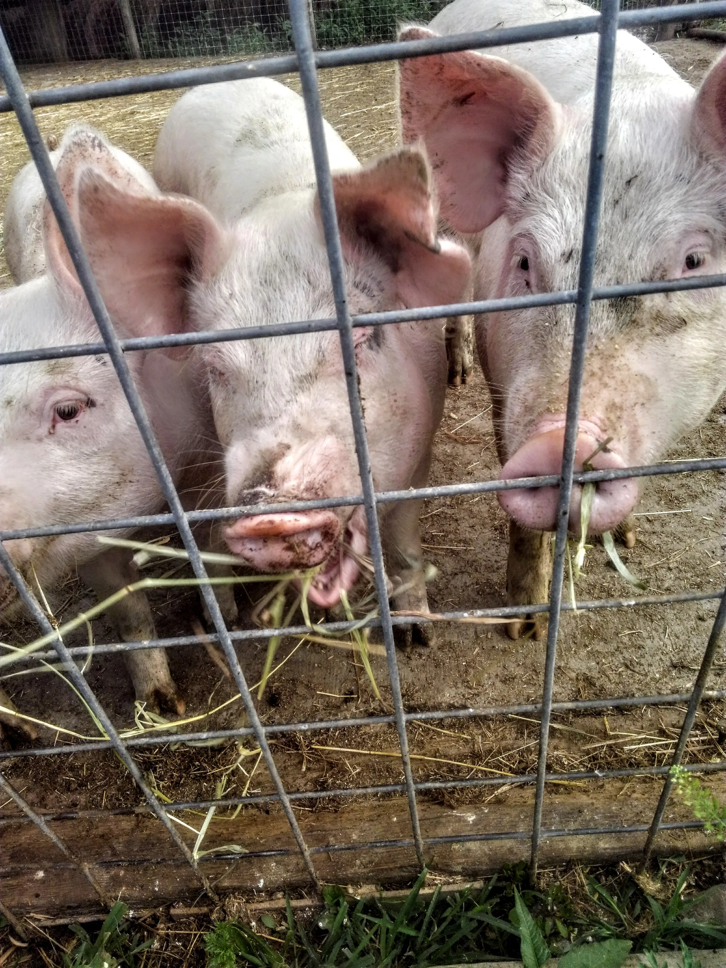 Pigs