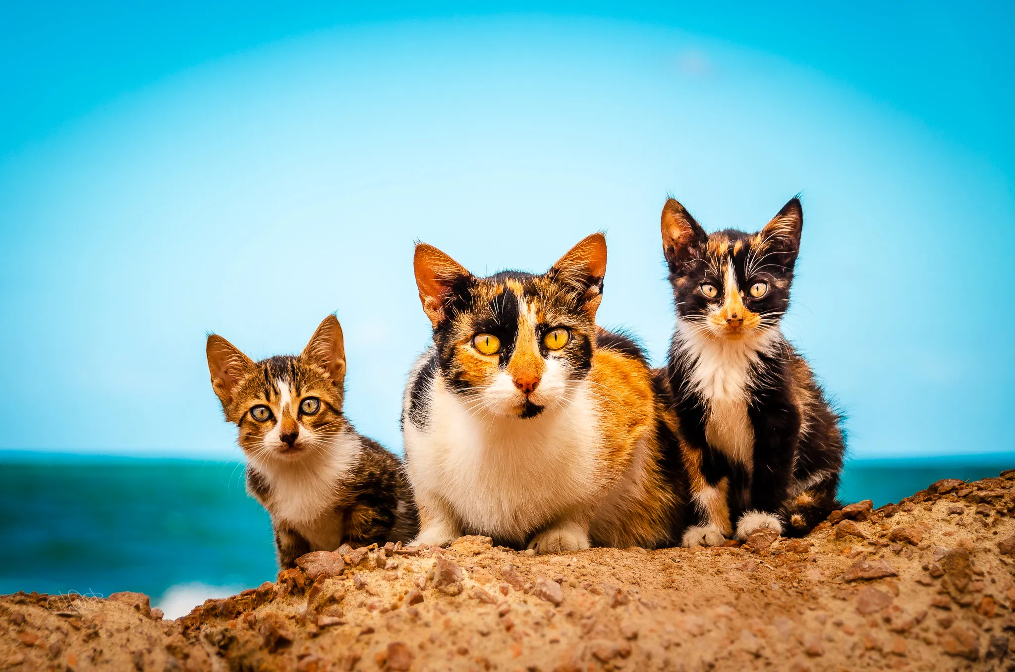 Groups of Cats
