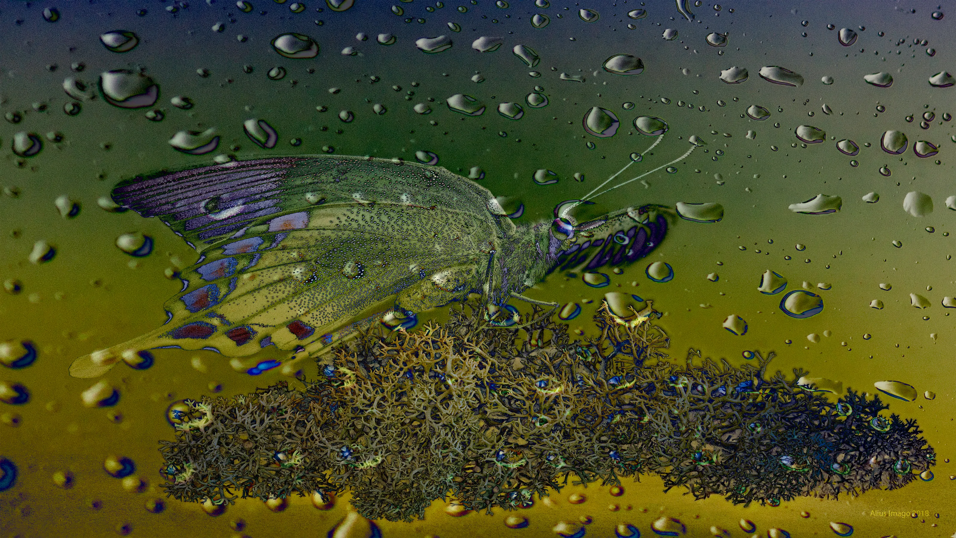 Abstract Butterfly