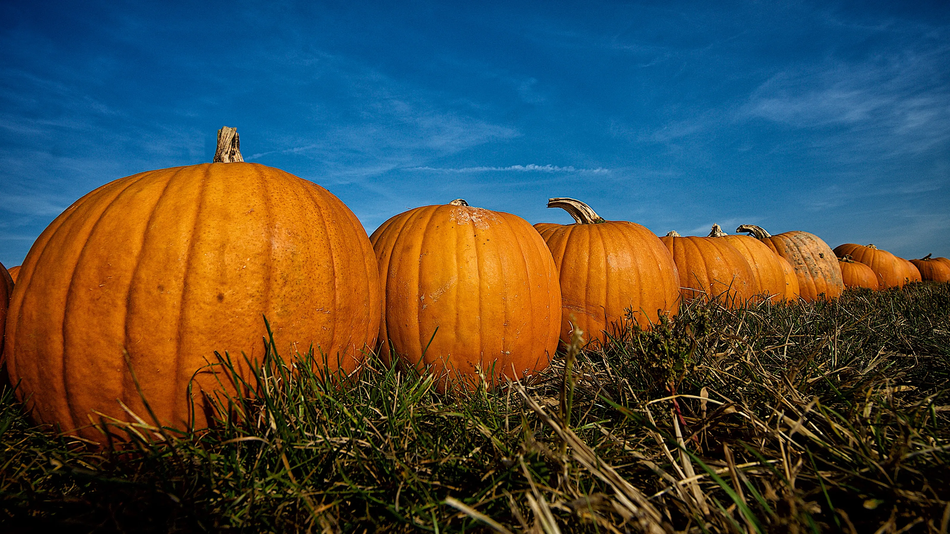 Pumpkins