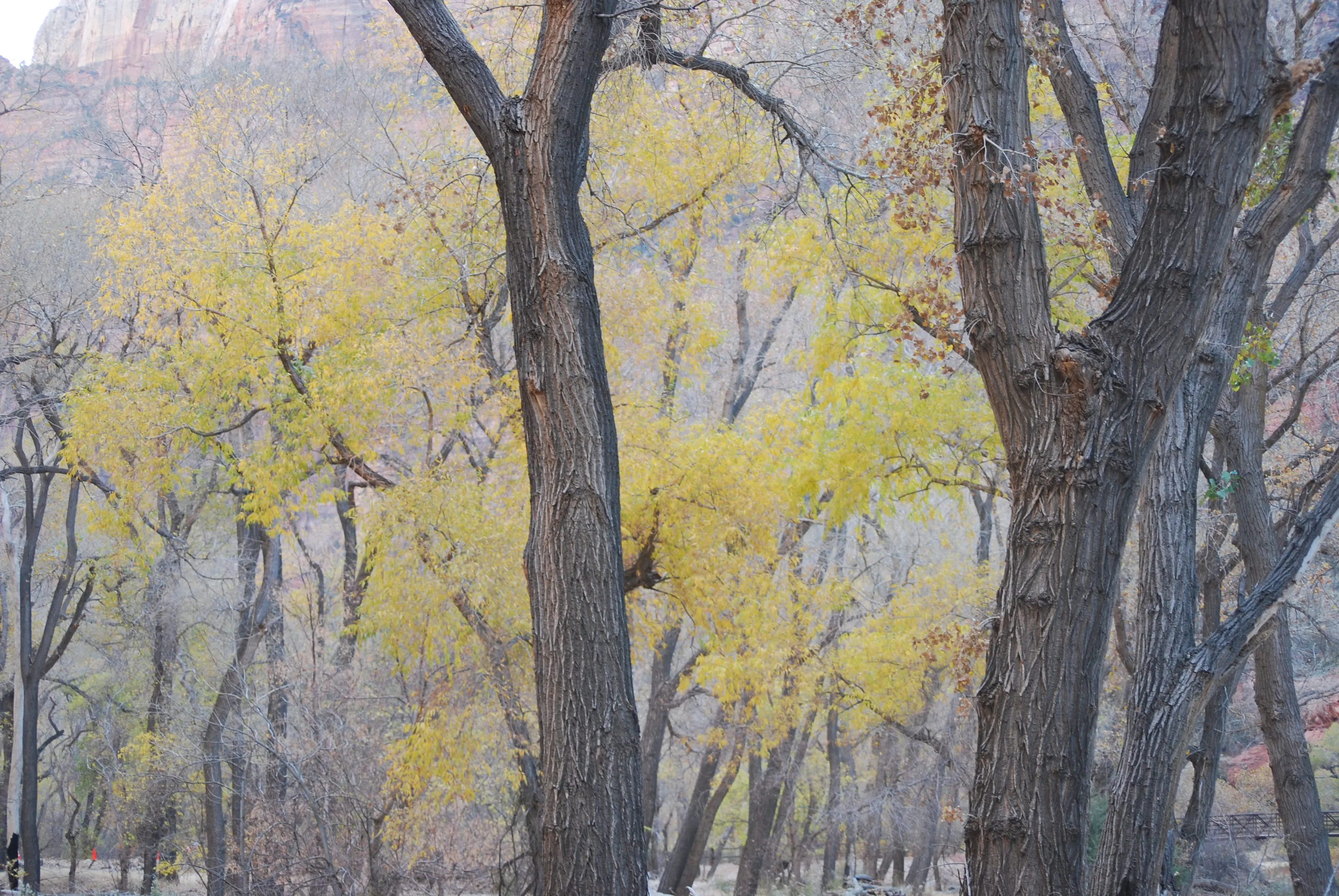 Trees in Colour