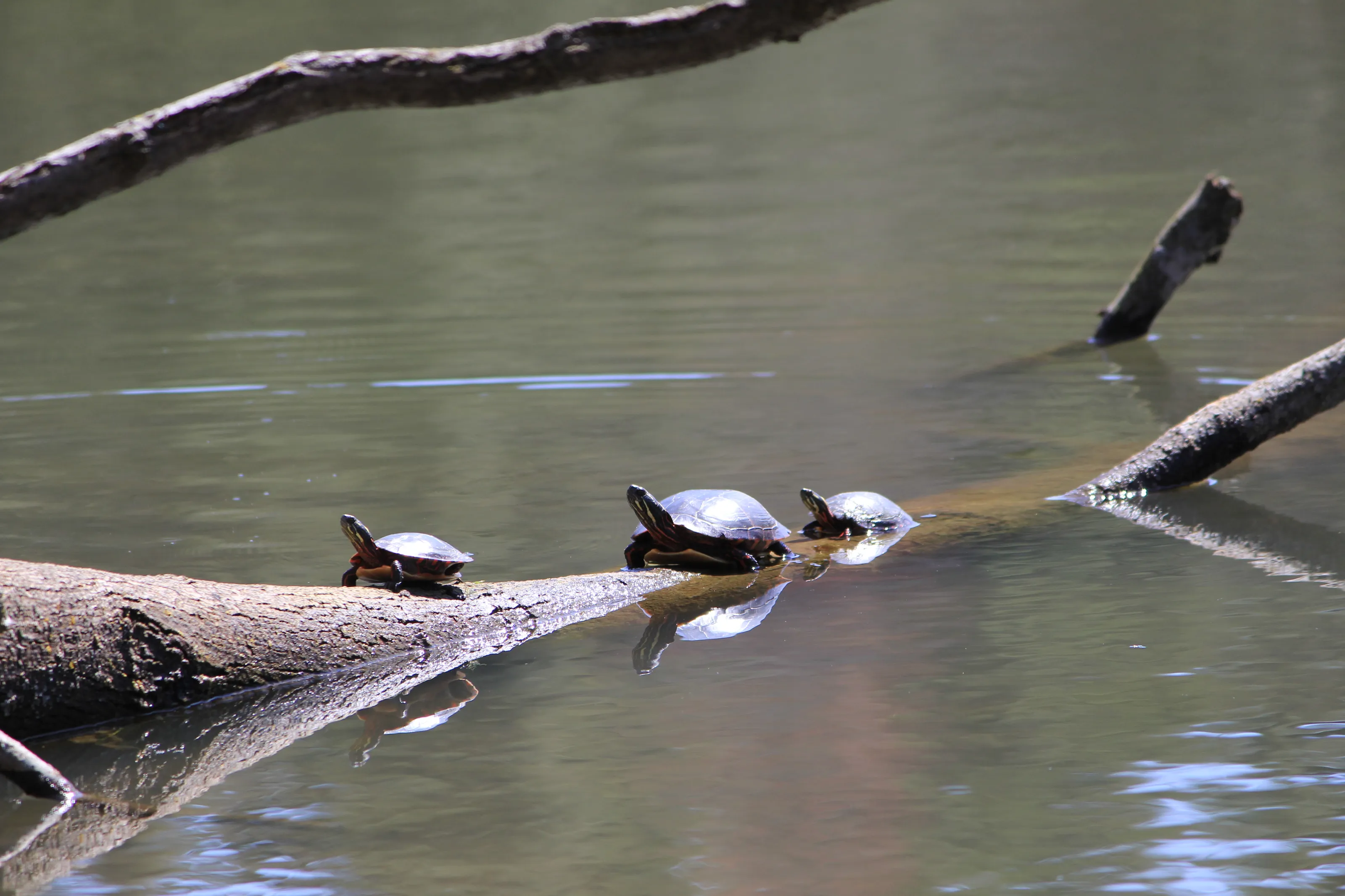 Animals in the sunshine