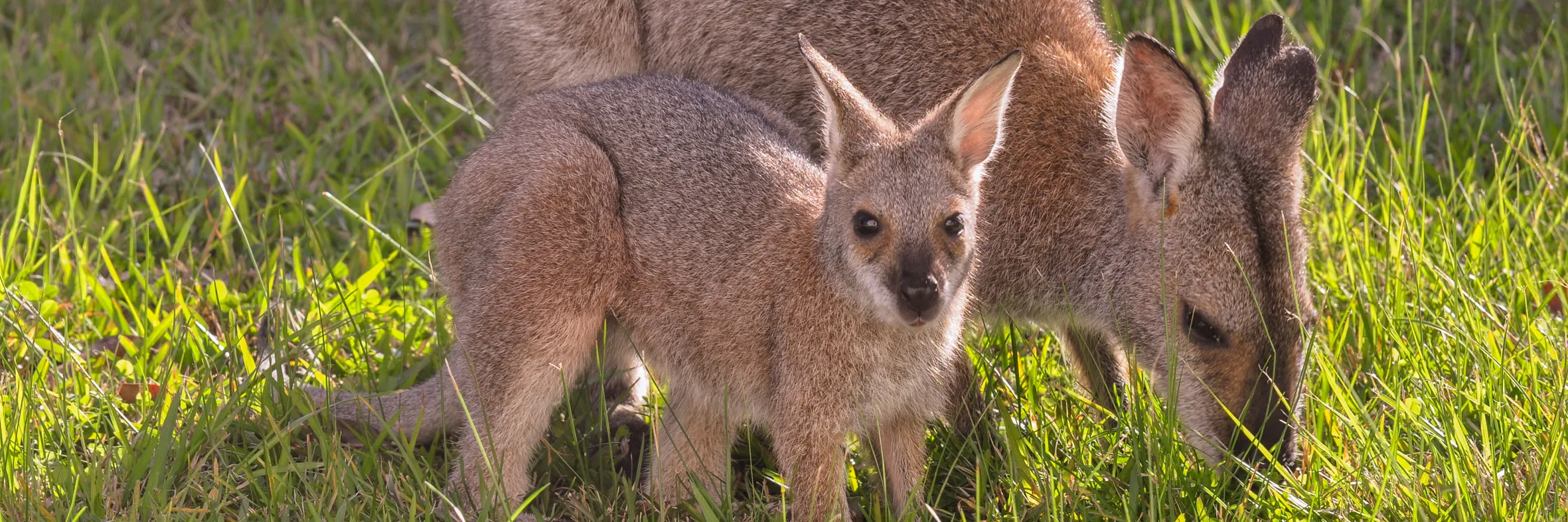 Young animal and its parent