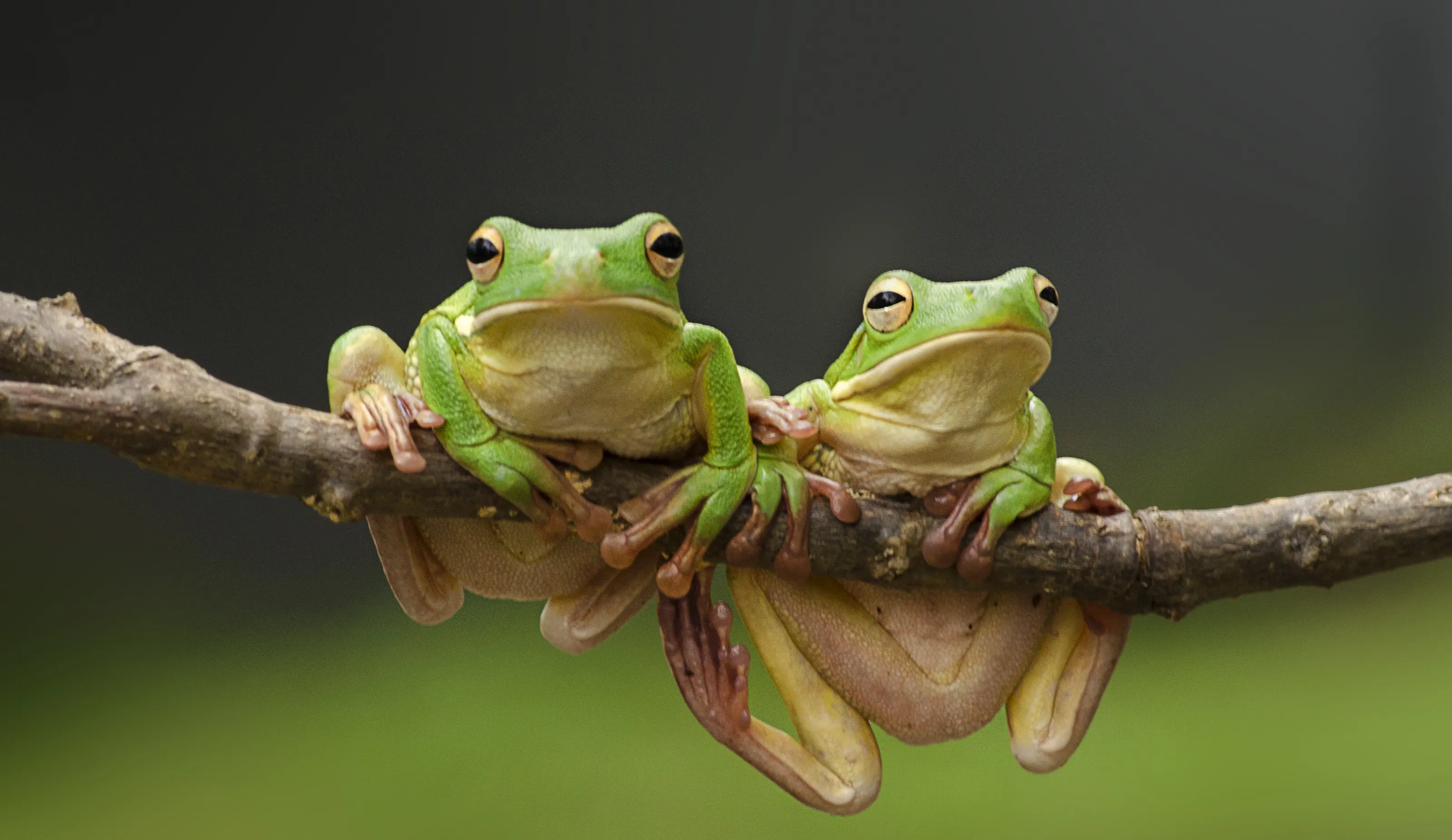 Wildlife spotted in trees