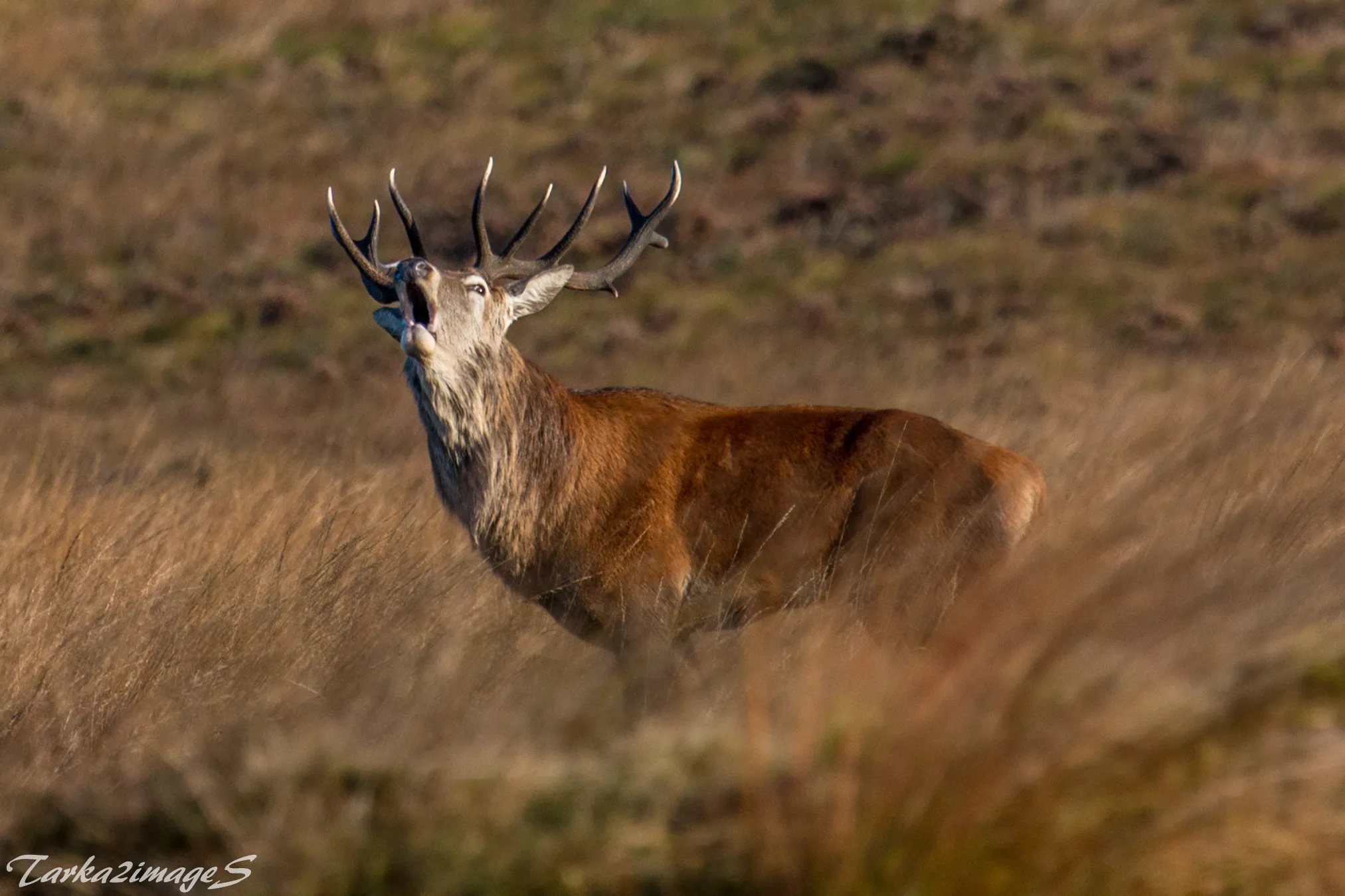 Deer in the Wild