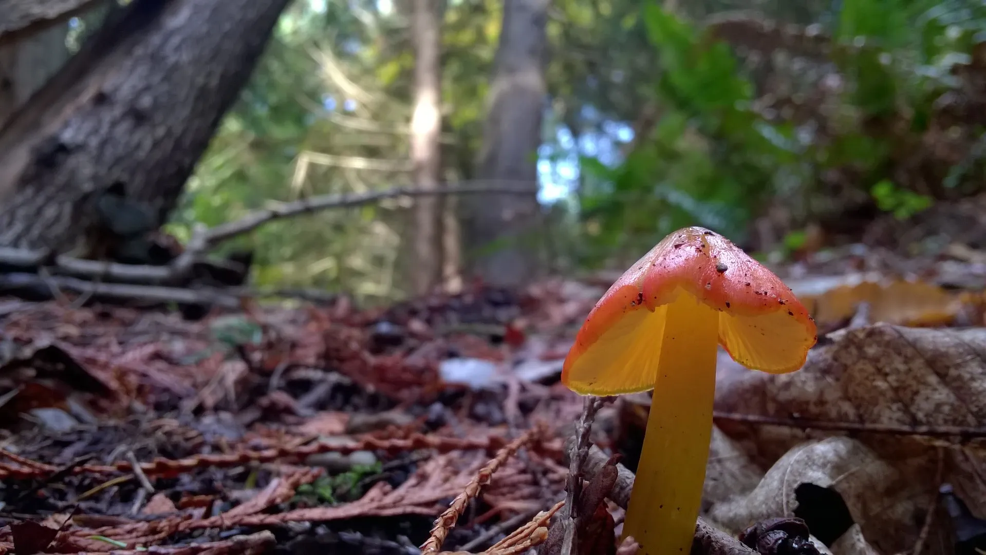 Forest Floor Fungi