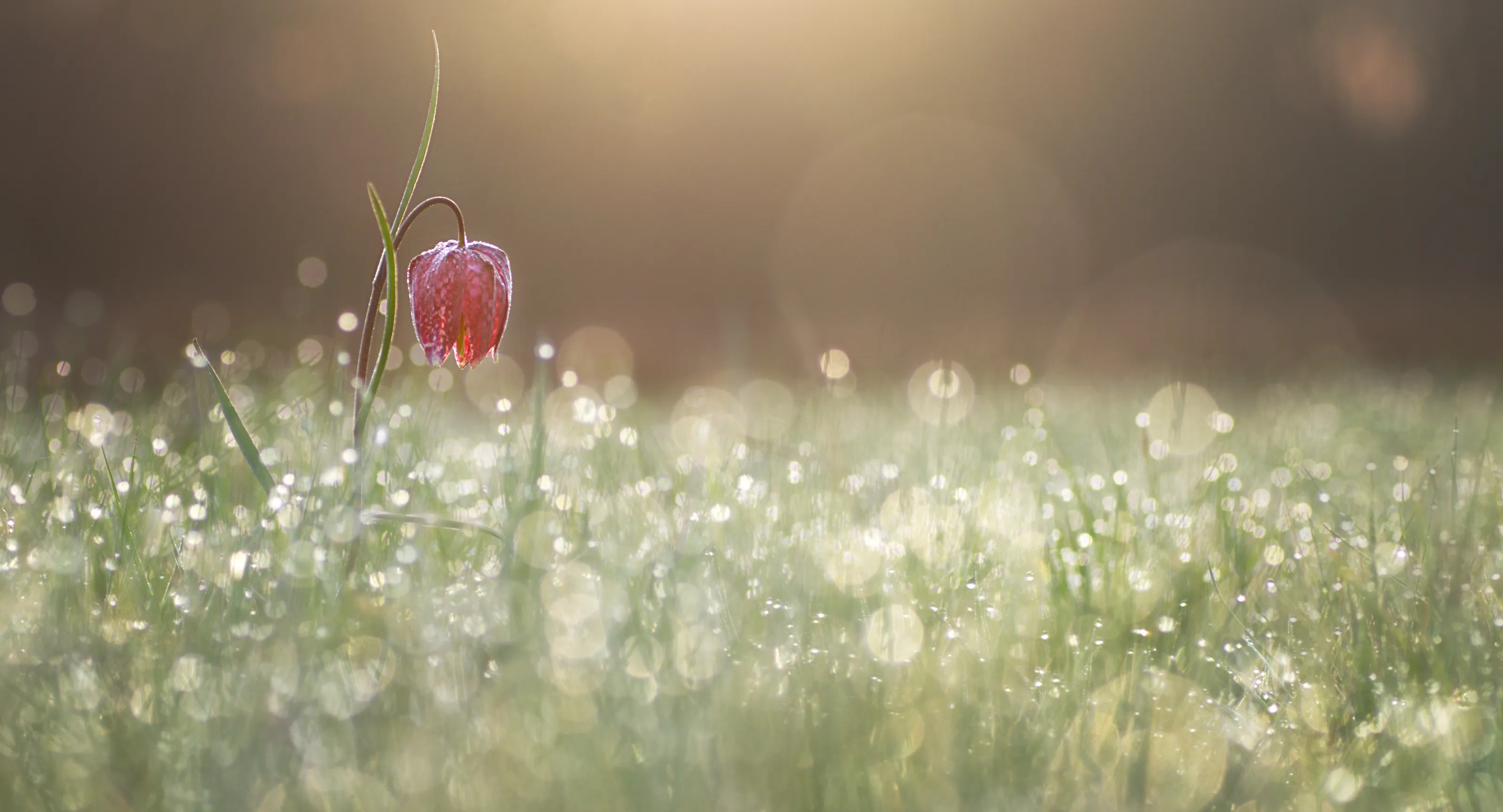 Beautiful bokeh