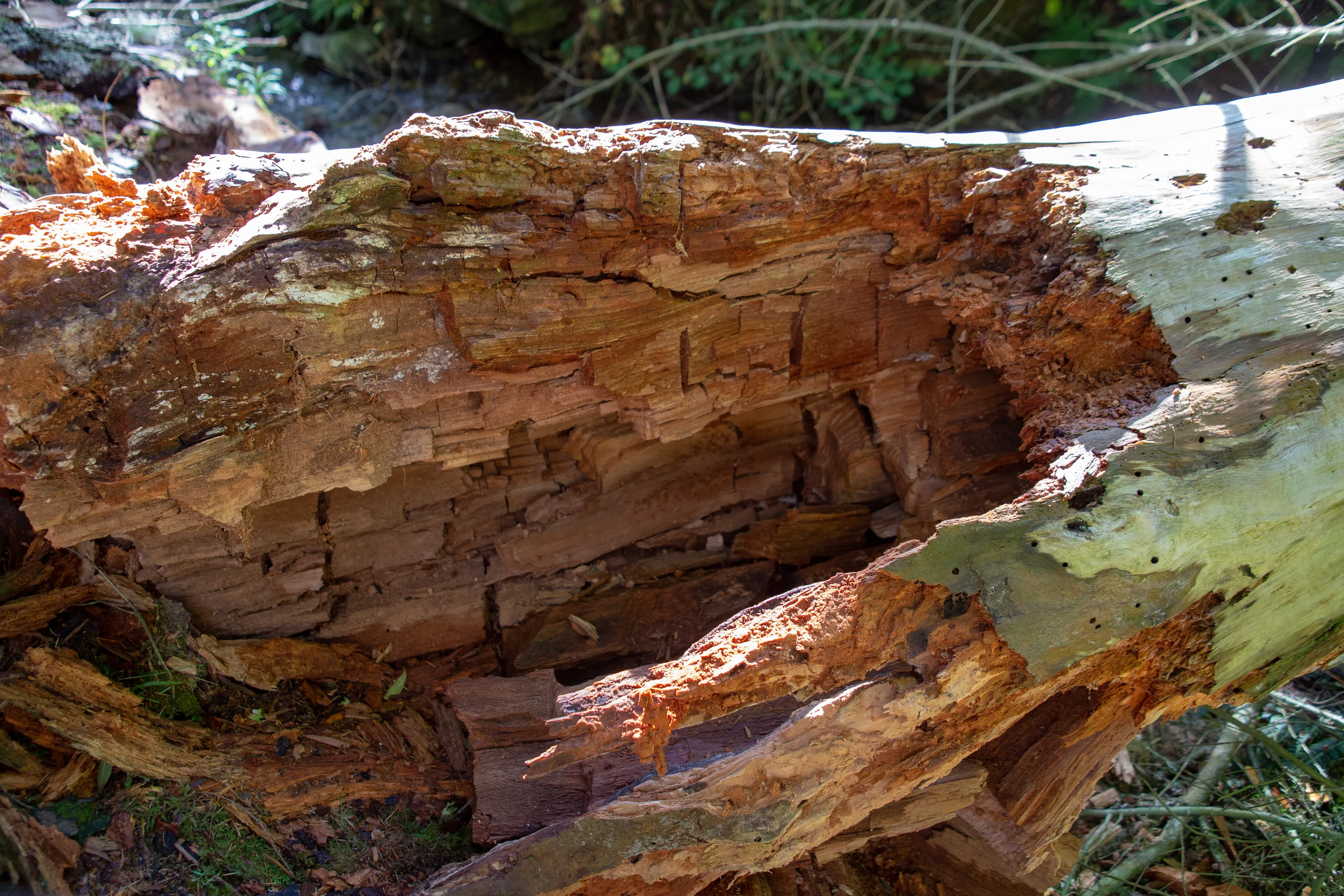 Timber decay