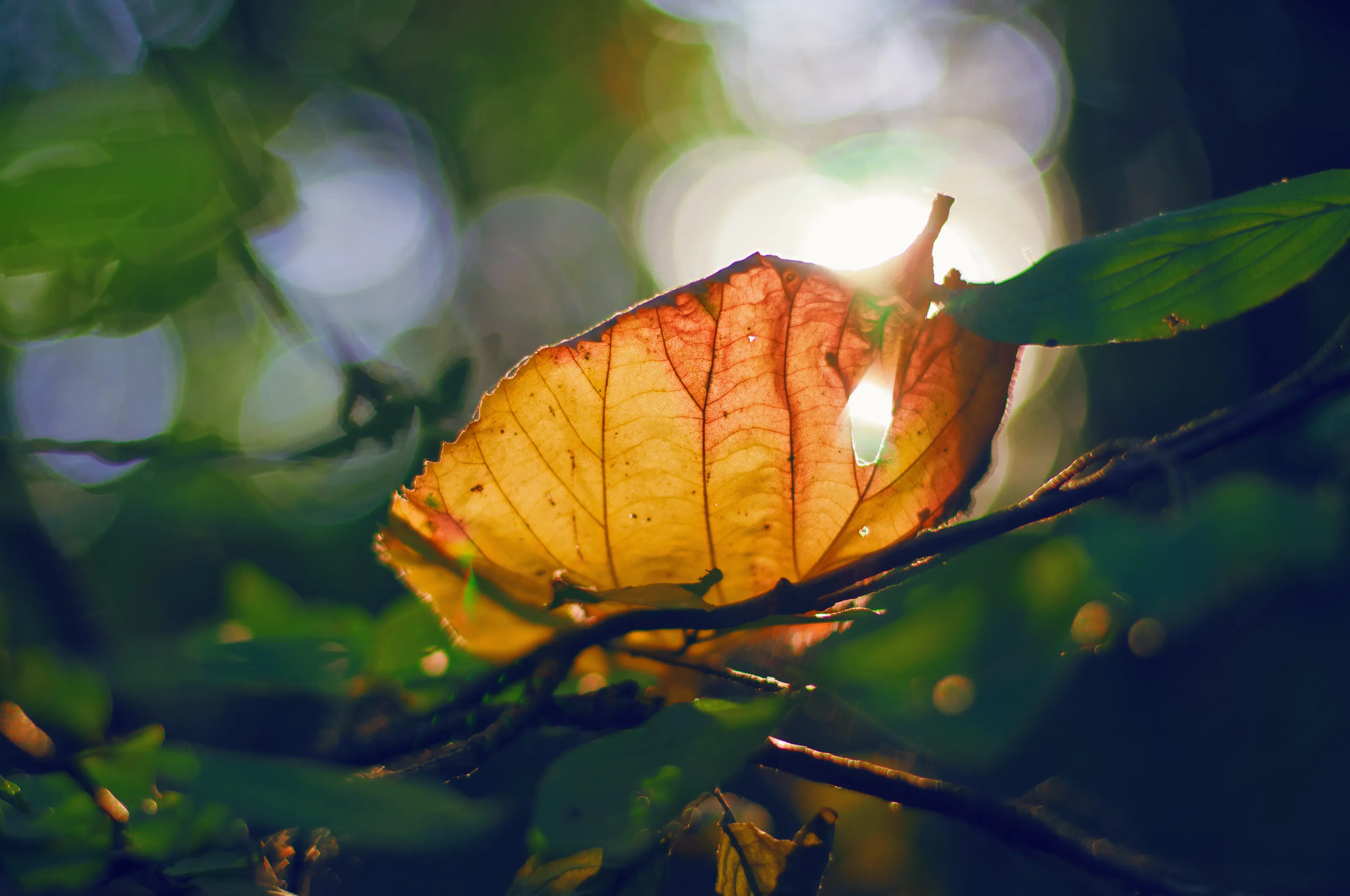 Leaves in Autumn