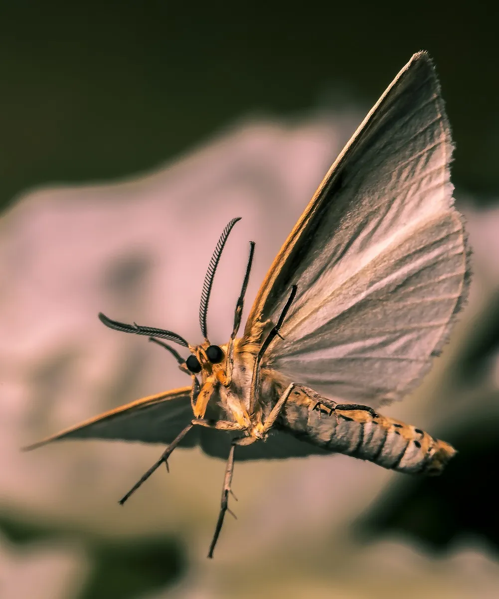 Moths:  Creatures of the Night