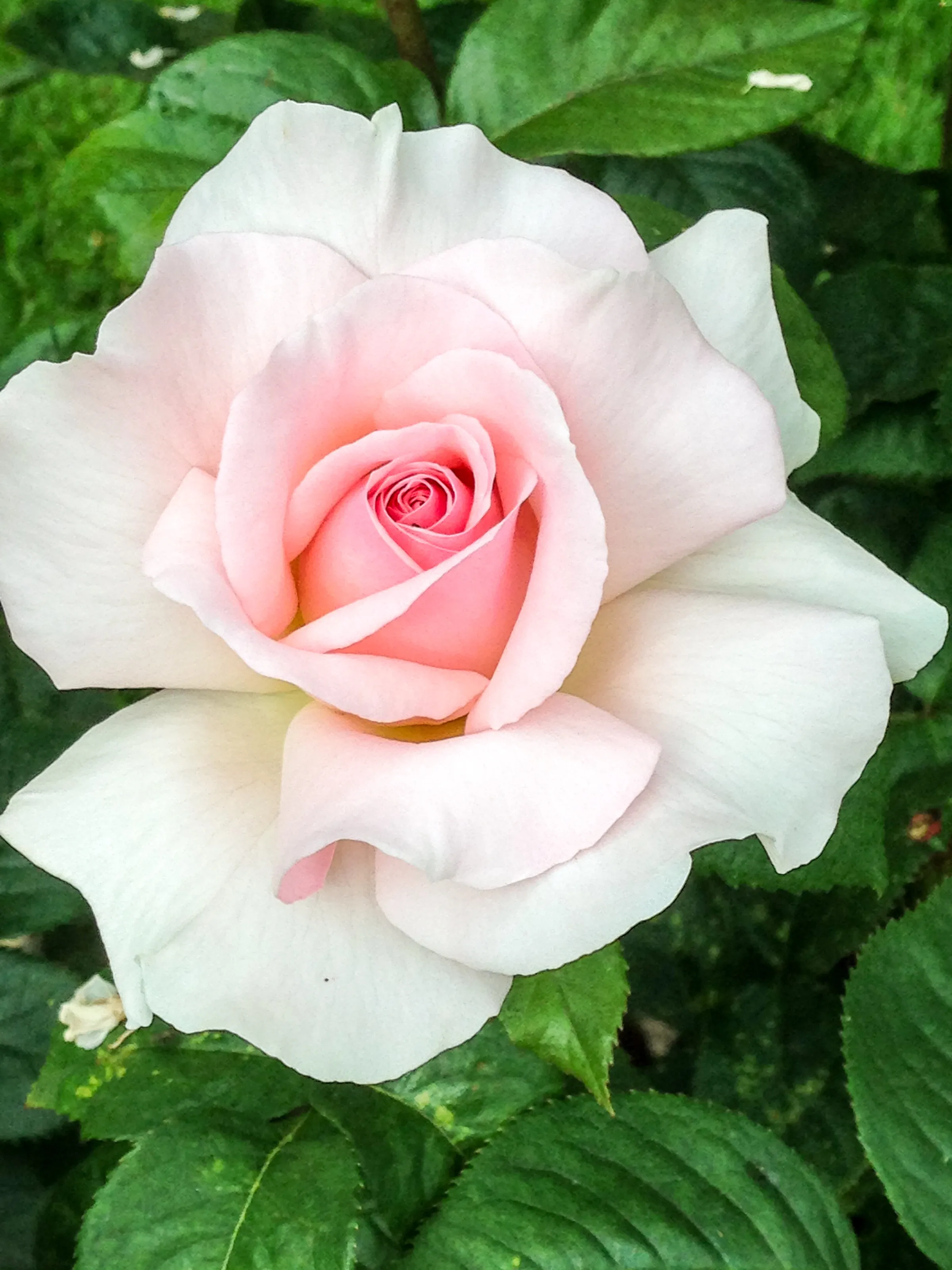 Summer Flowers