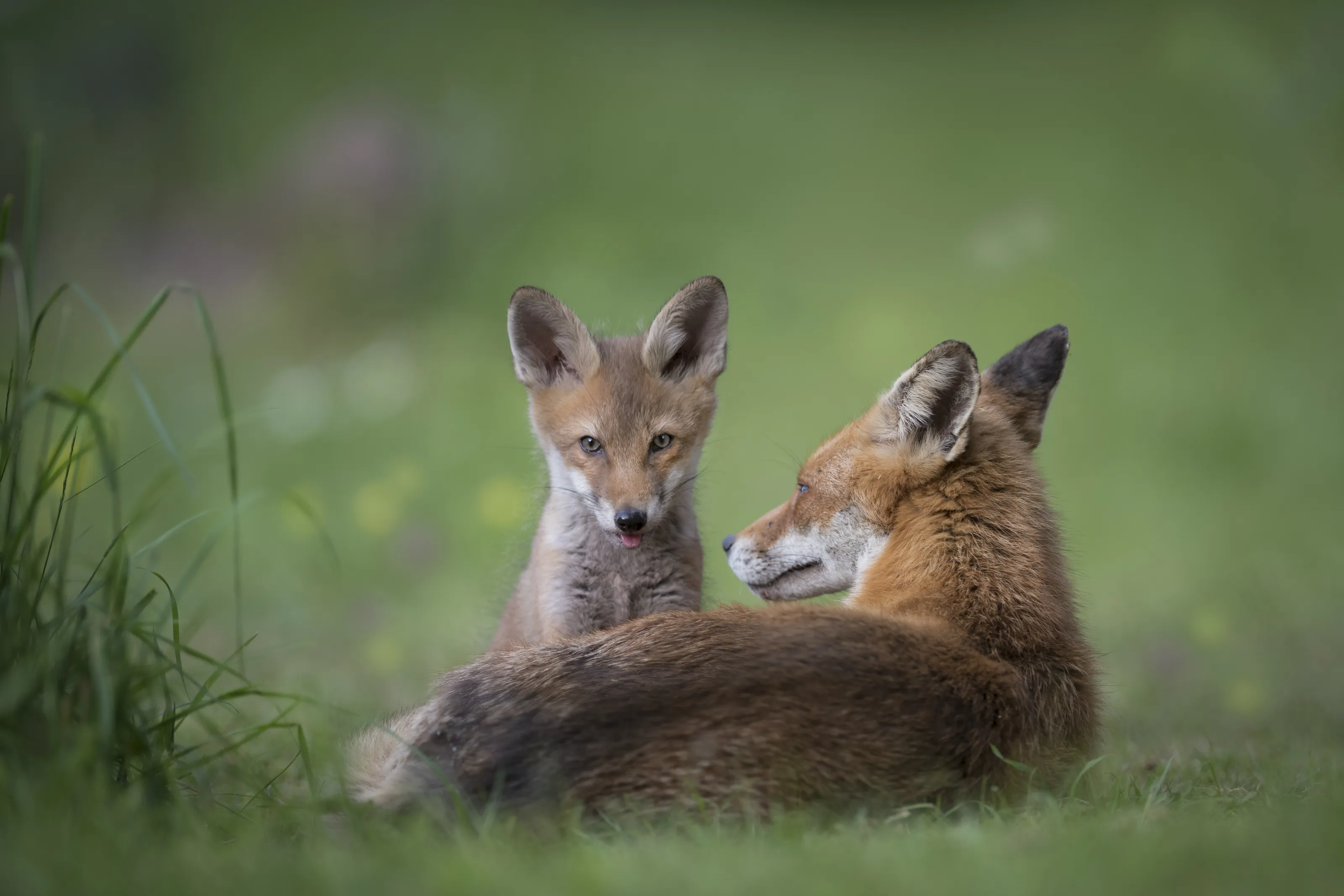 Young animals
