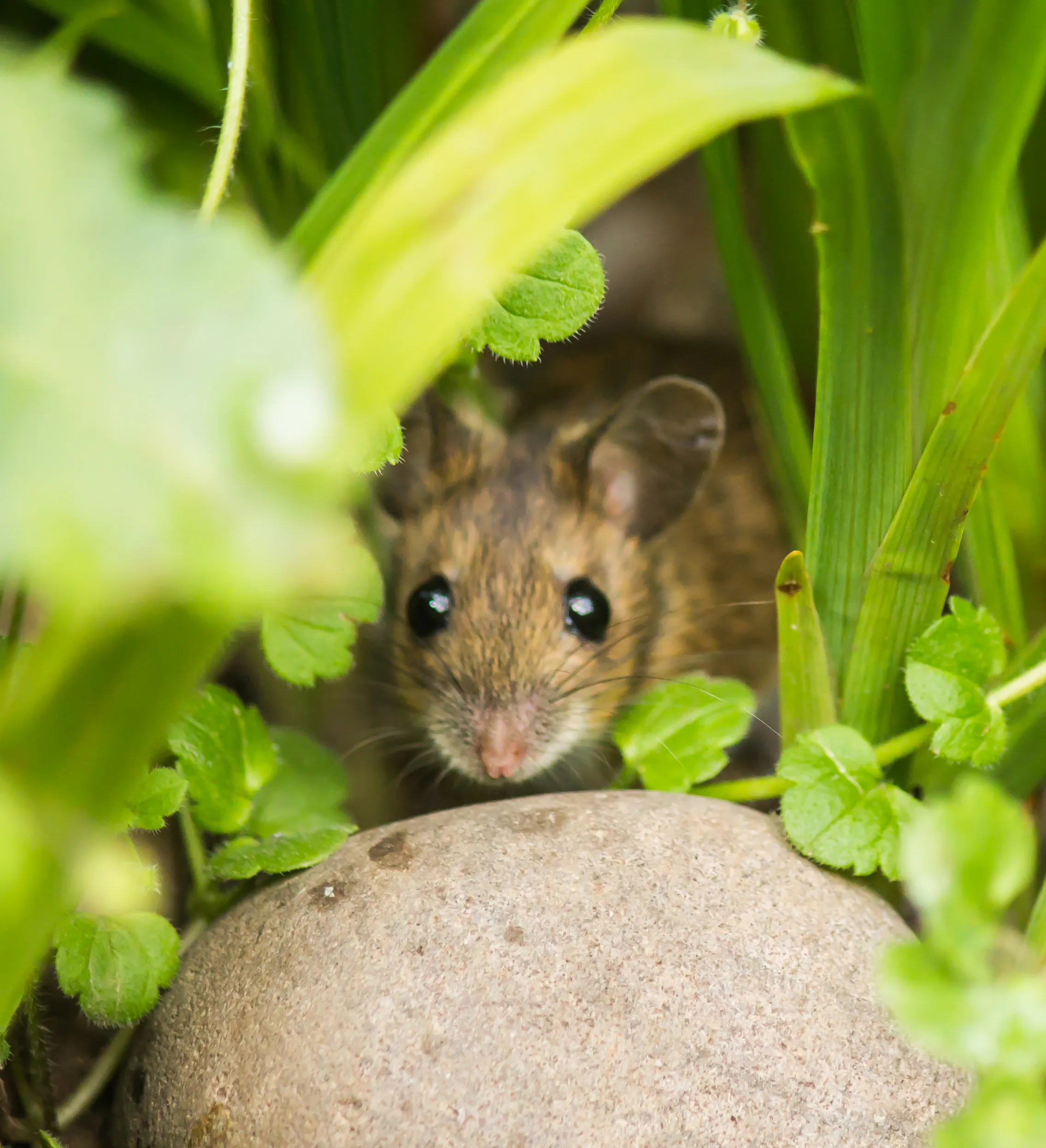 Wild Mice