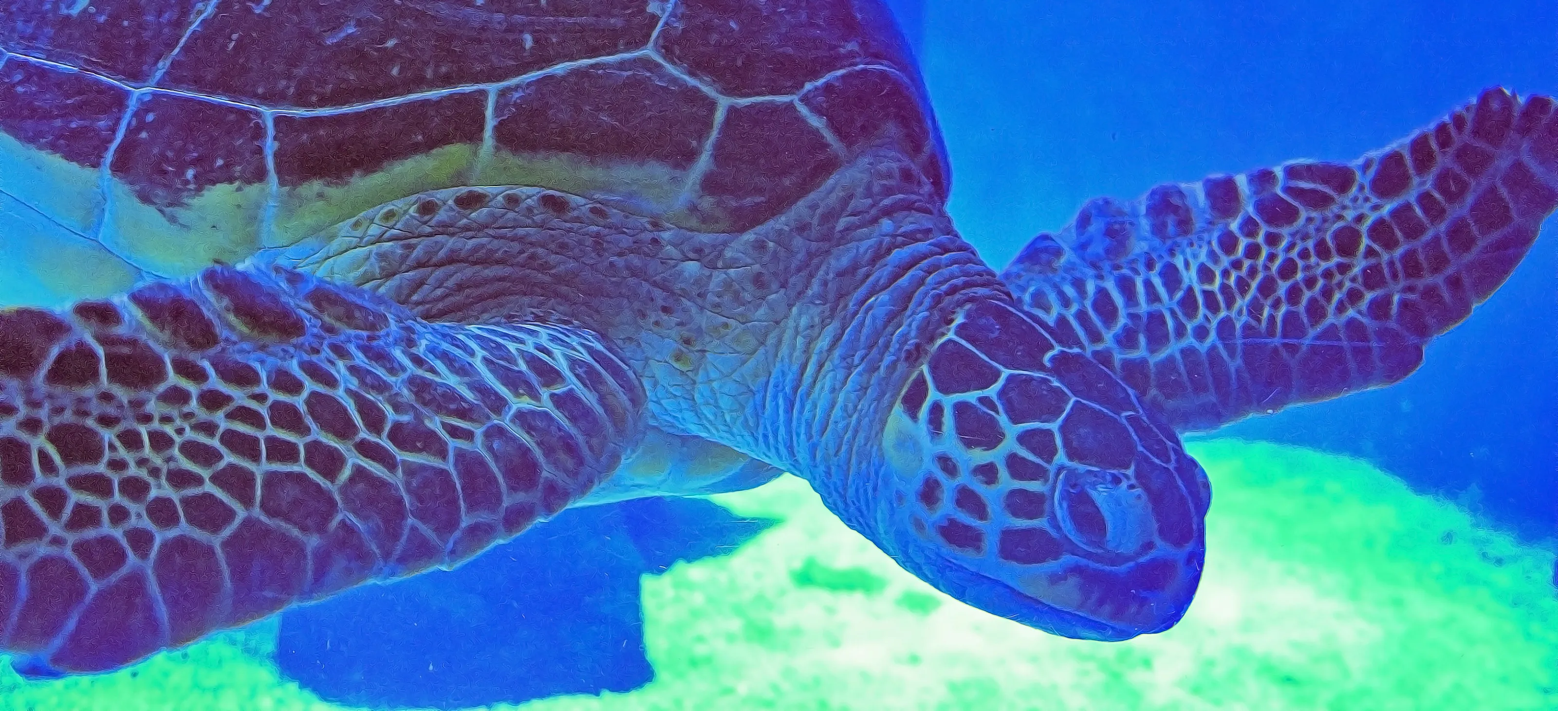 Animals that swim in water