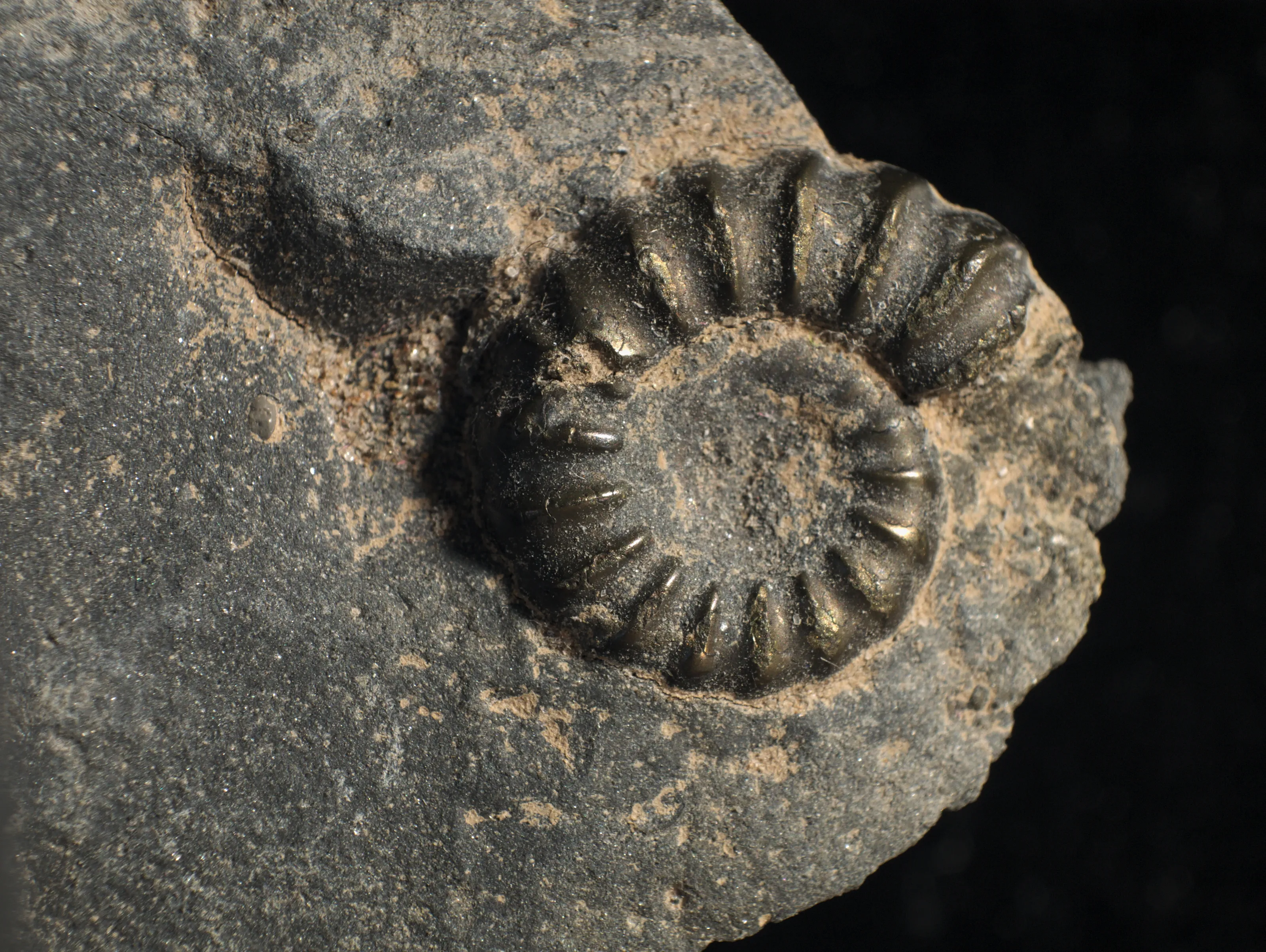 Fossils