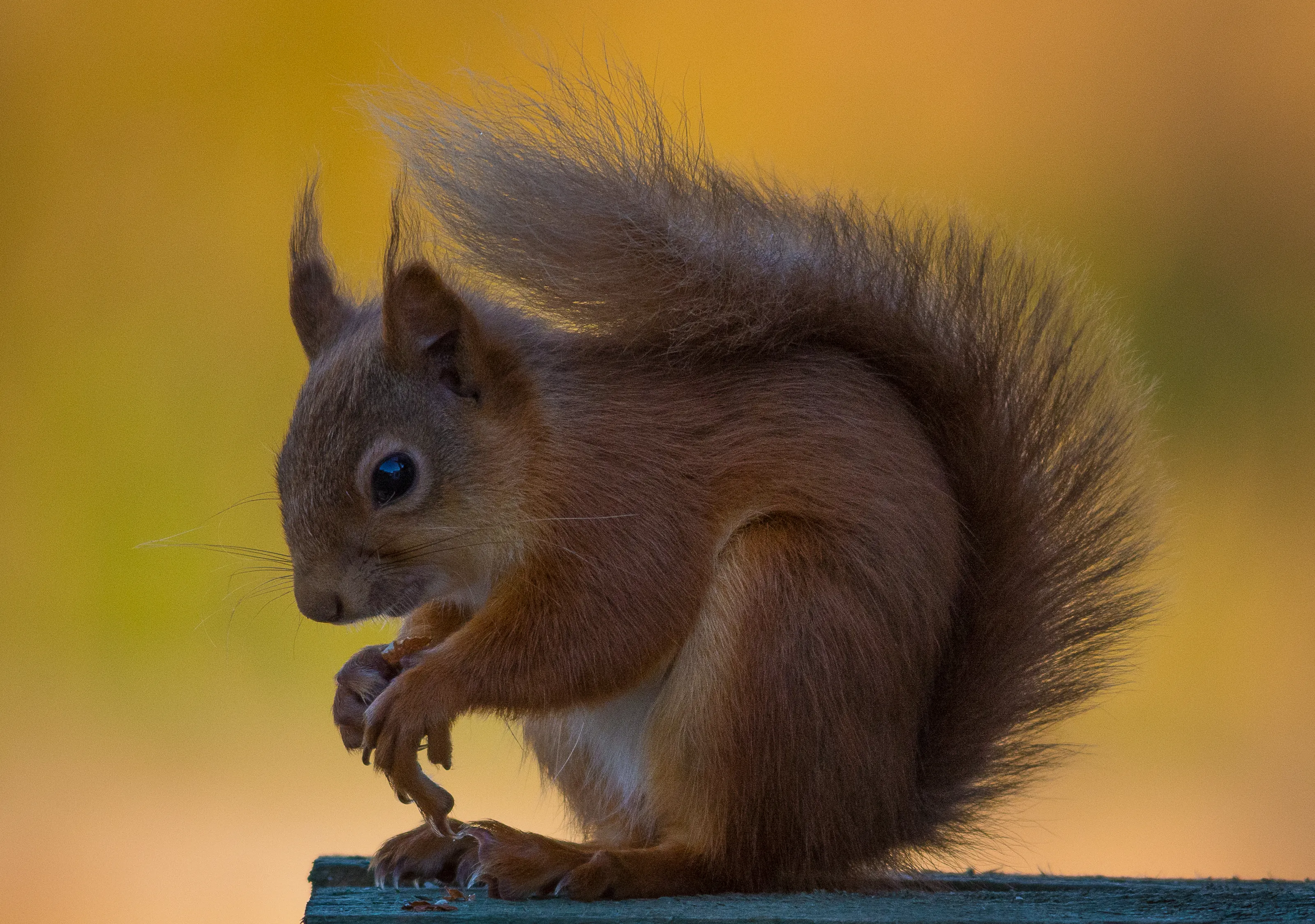 Squirrels