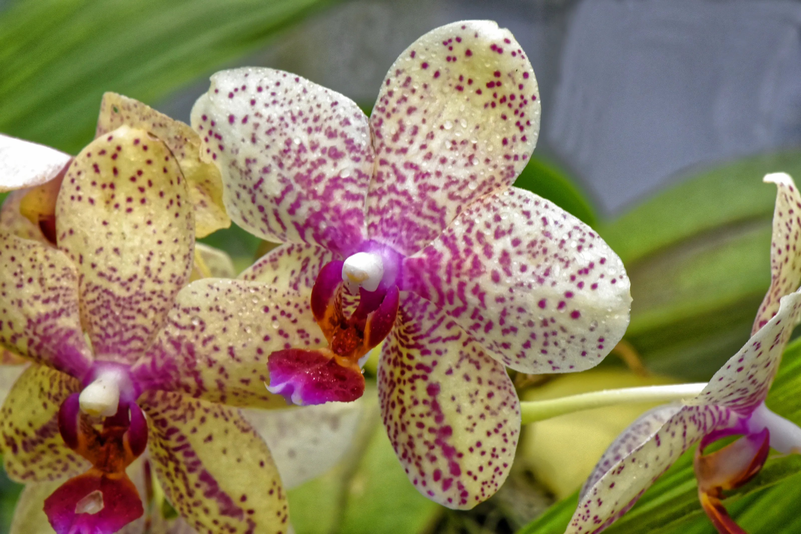 Orchids
