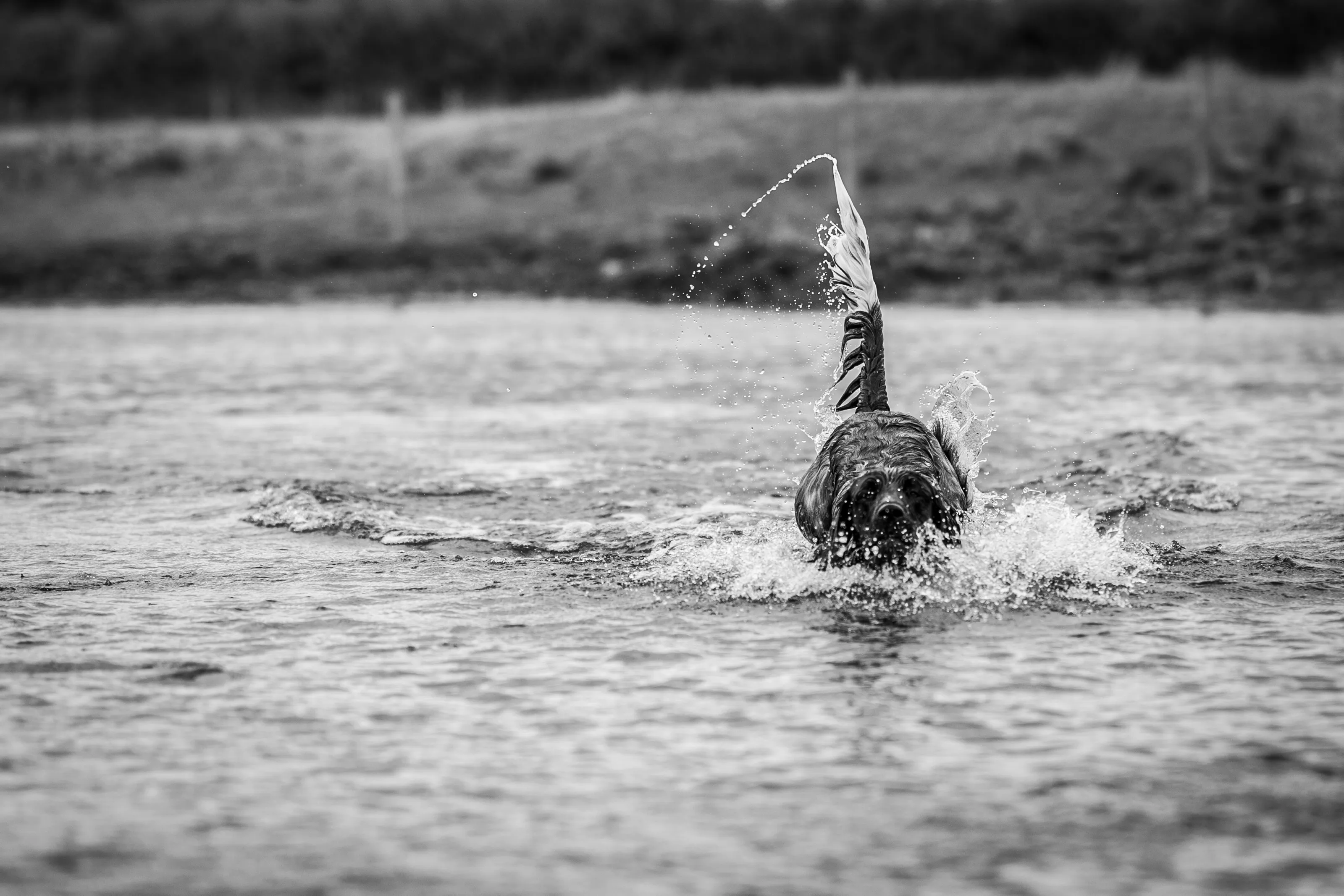 Dogs in water