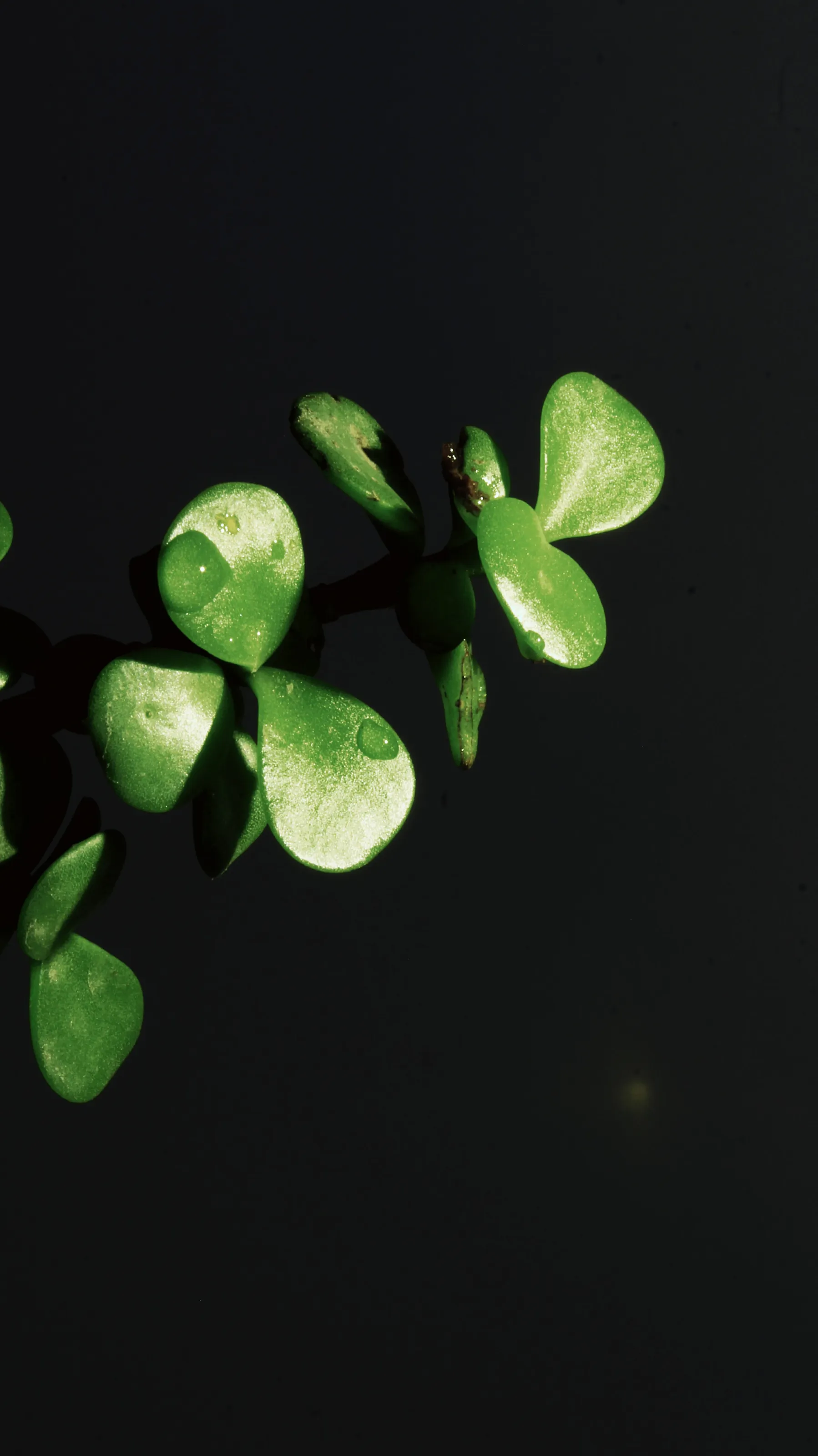 Plants against a dark background