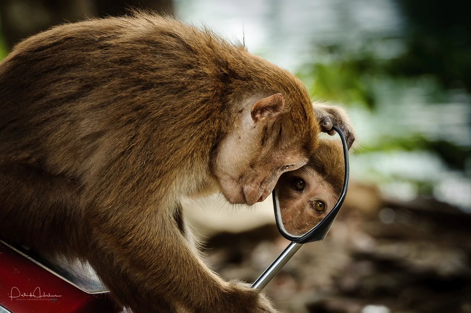 Monkeys and Apes