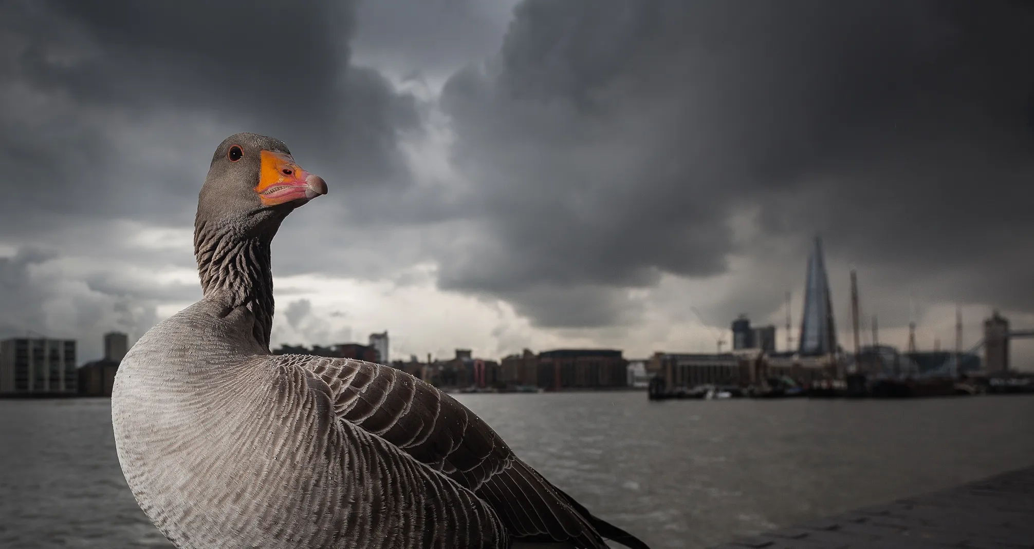 Urban wildlife