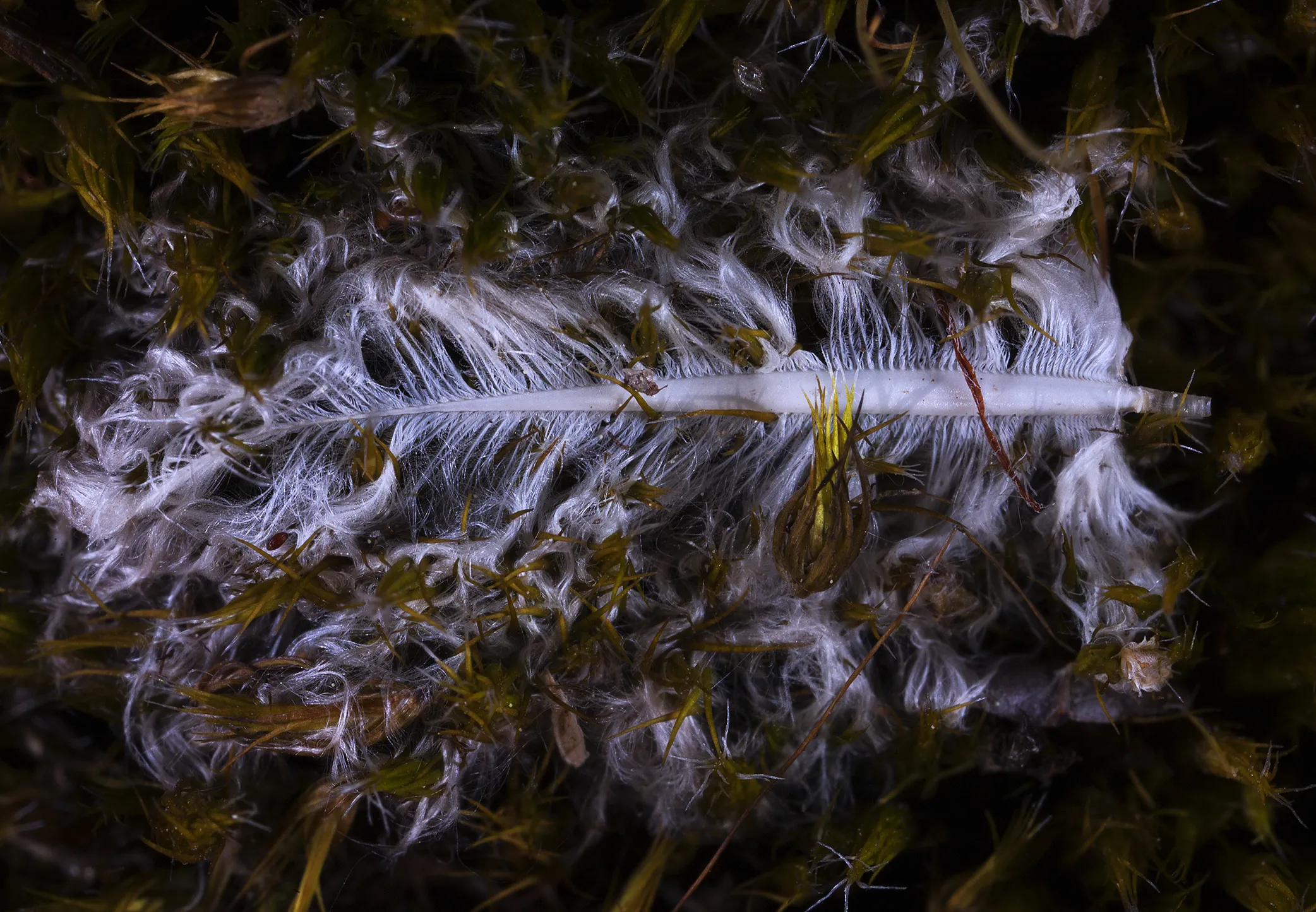 Undergrowth in Macro