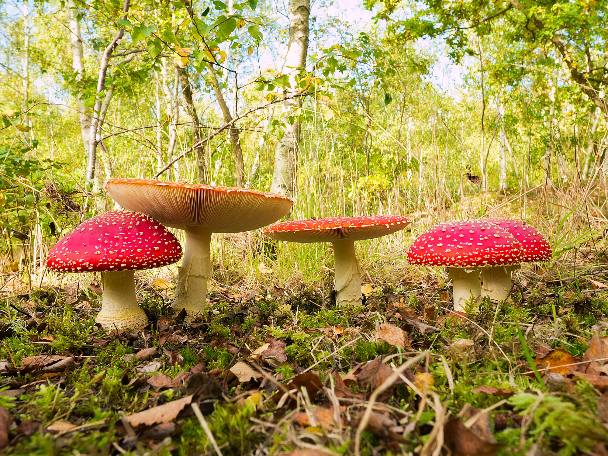 Fabulous Fungi
