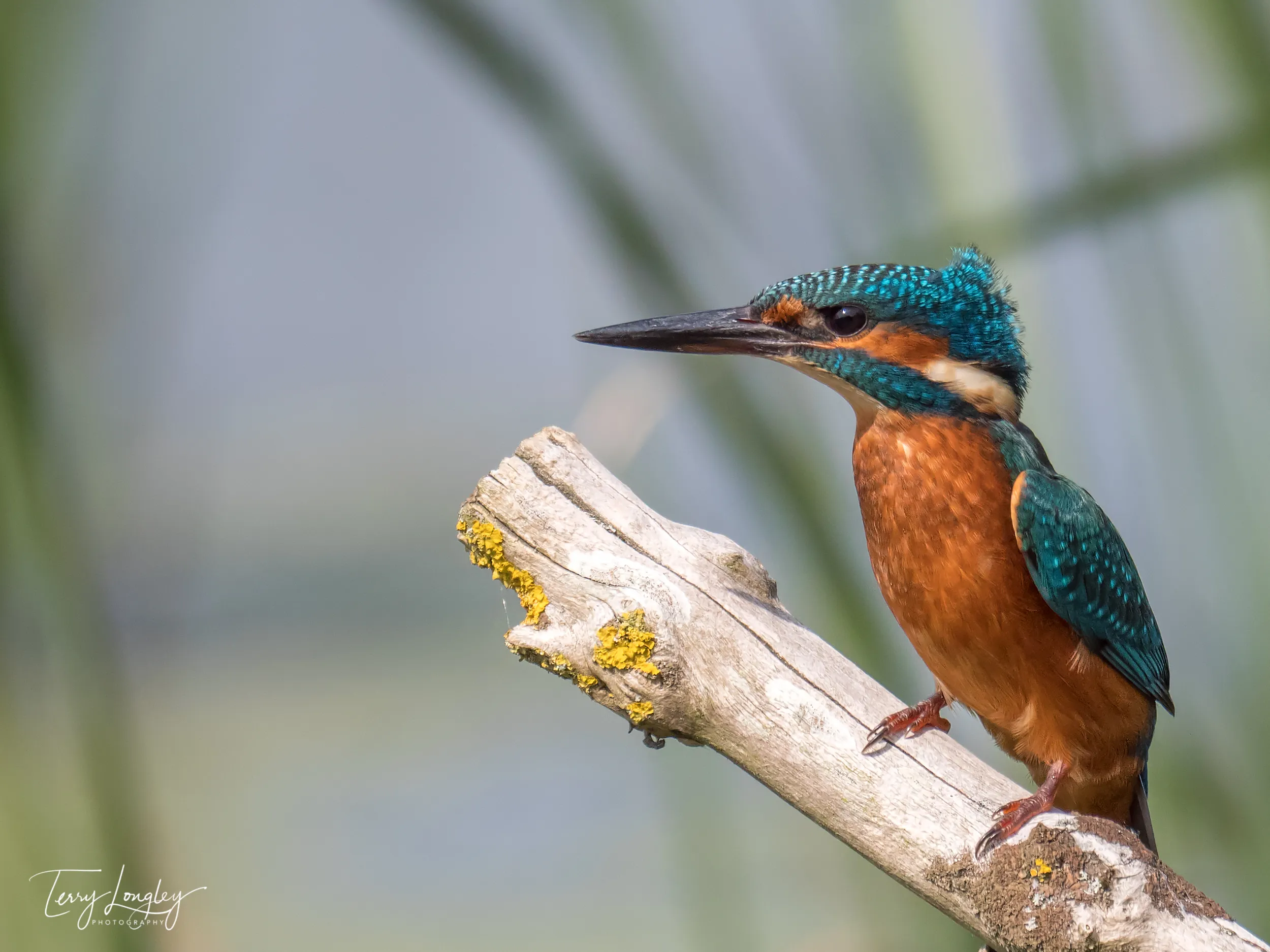 Kingfishers