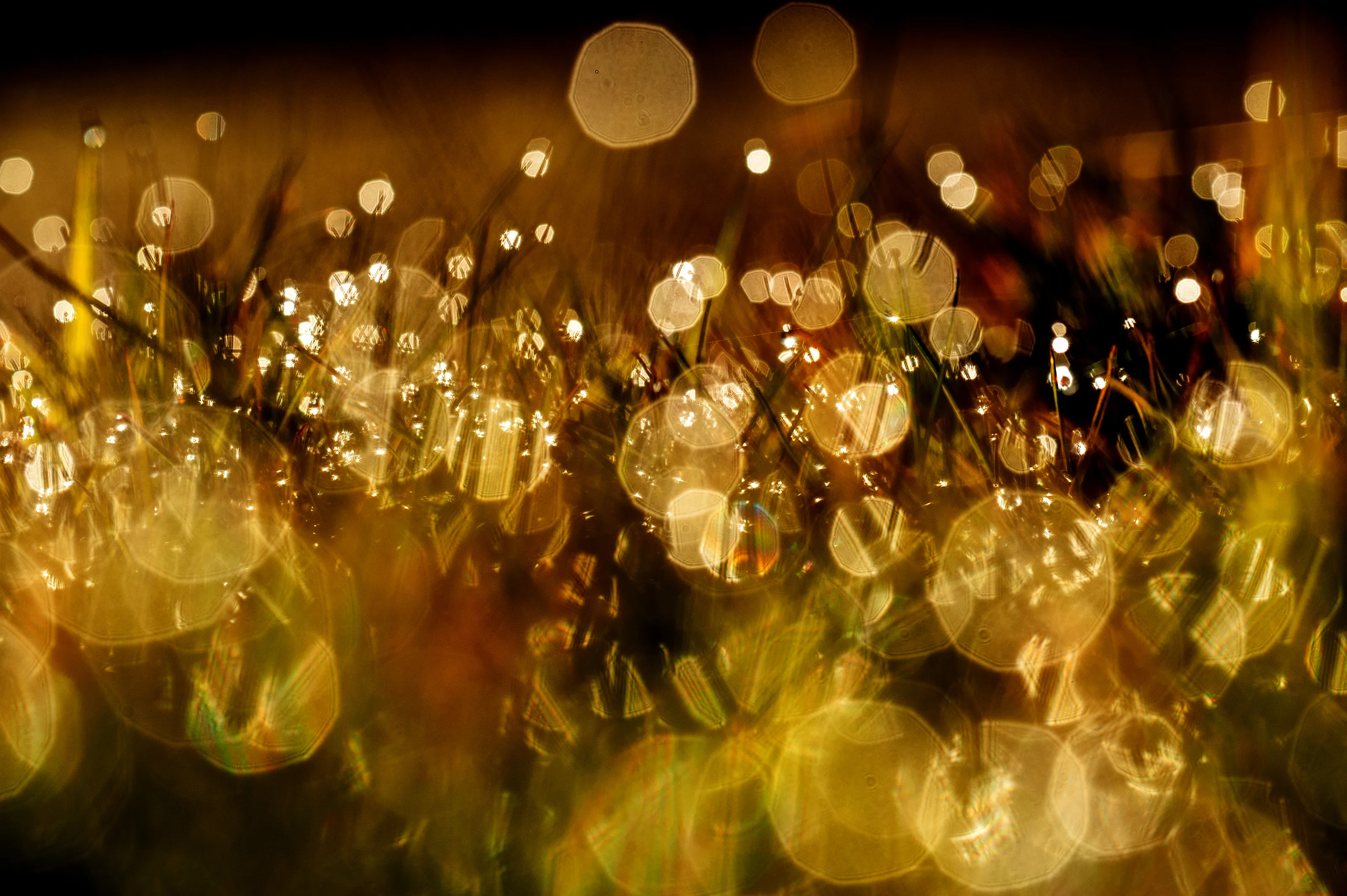 Water Droplets on Plants