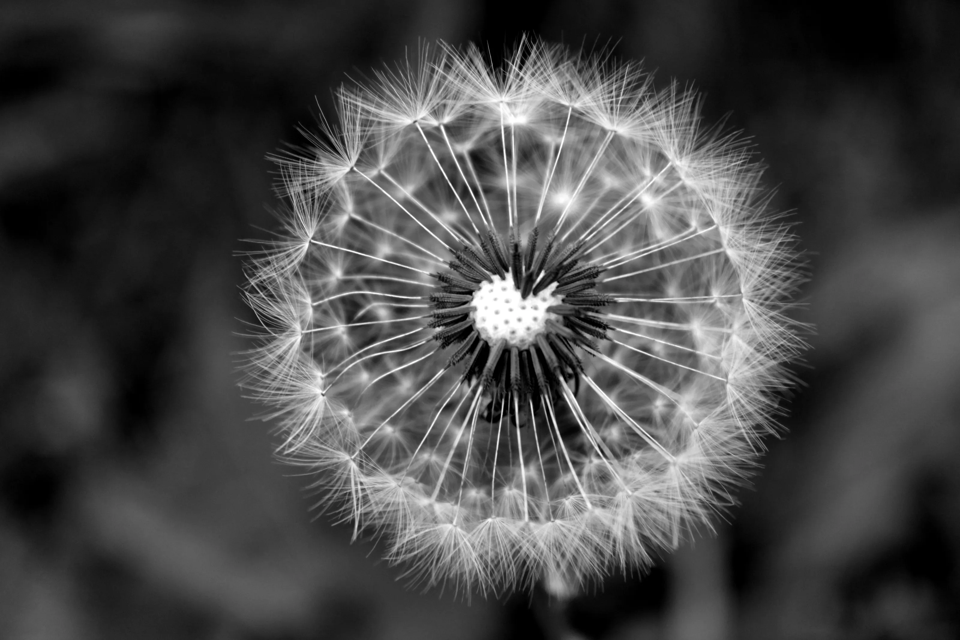 Macro Nature in Black & White