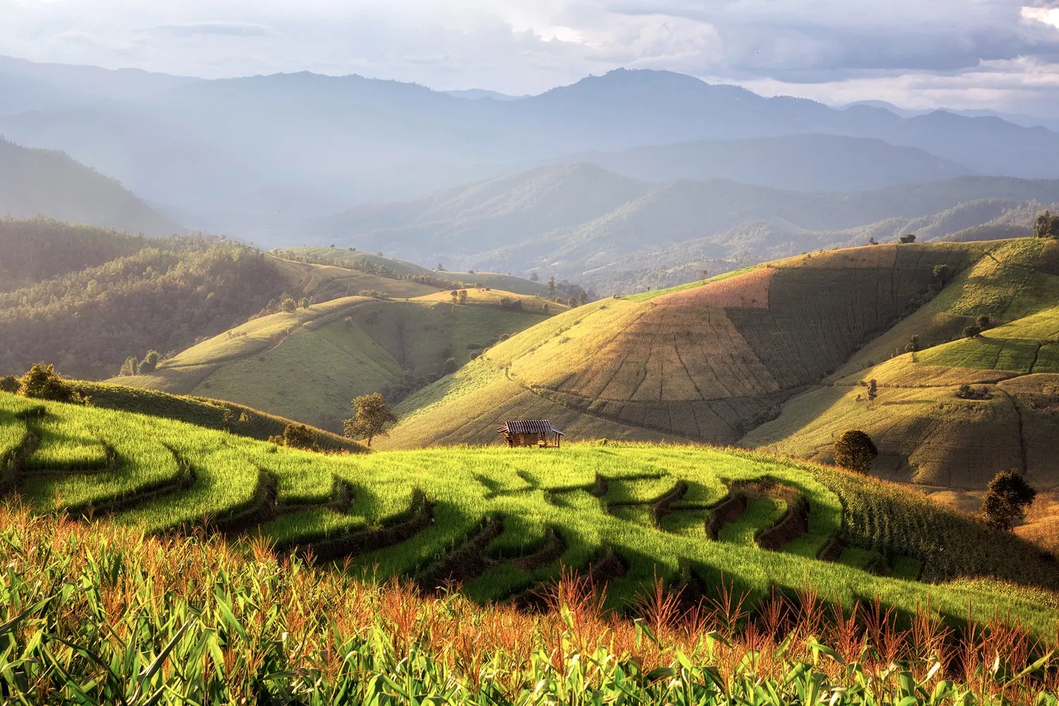 Rice Fields