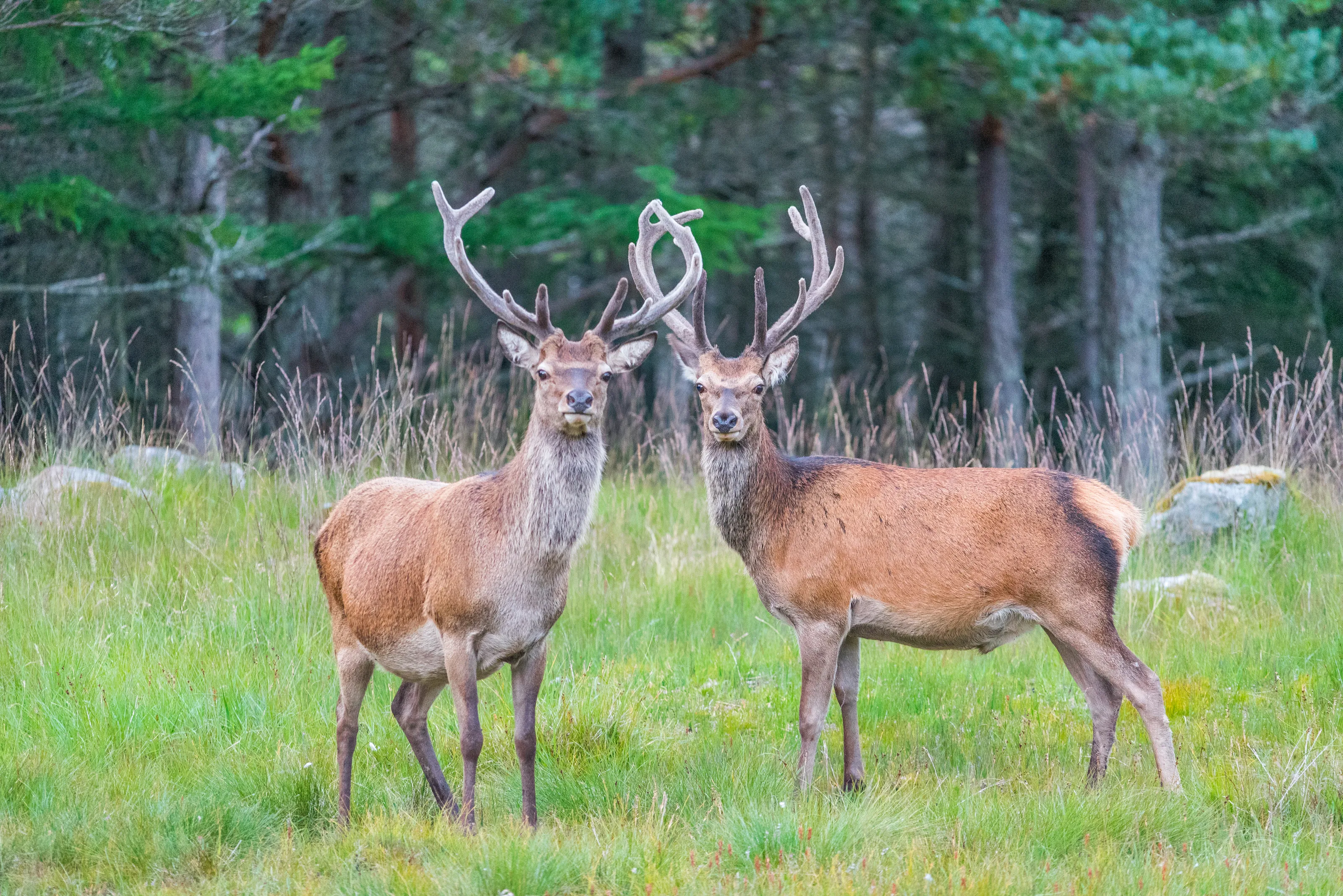 Deer