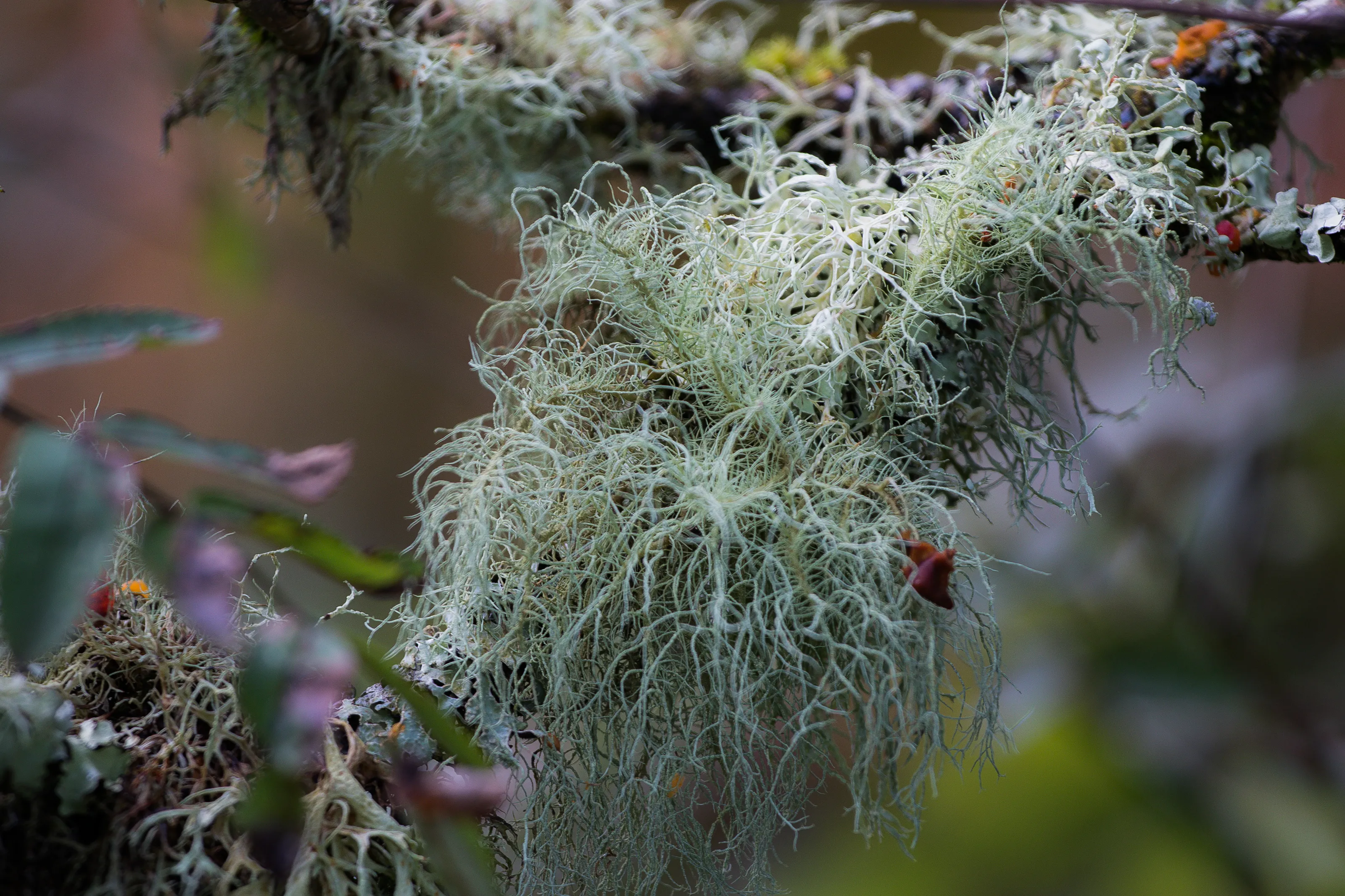 Lichens