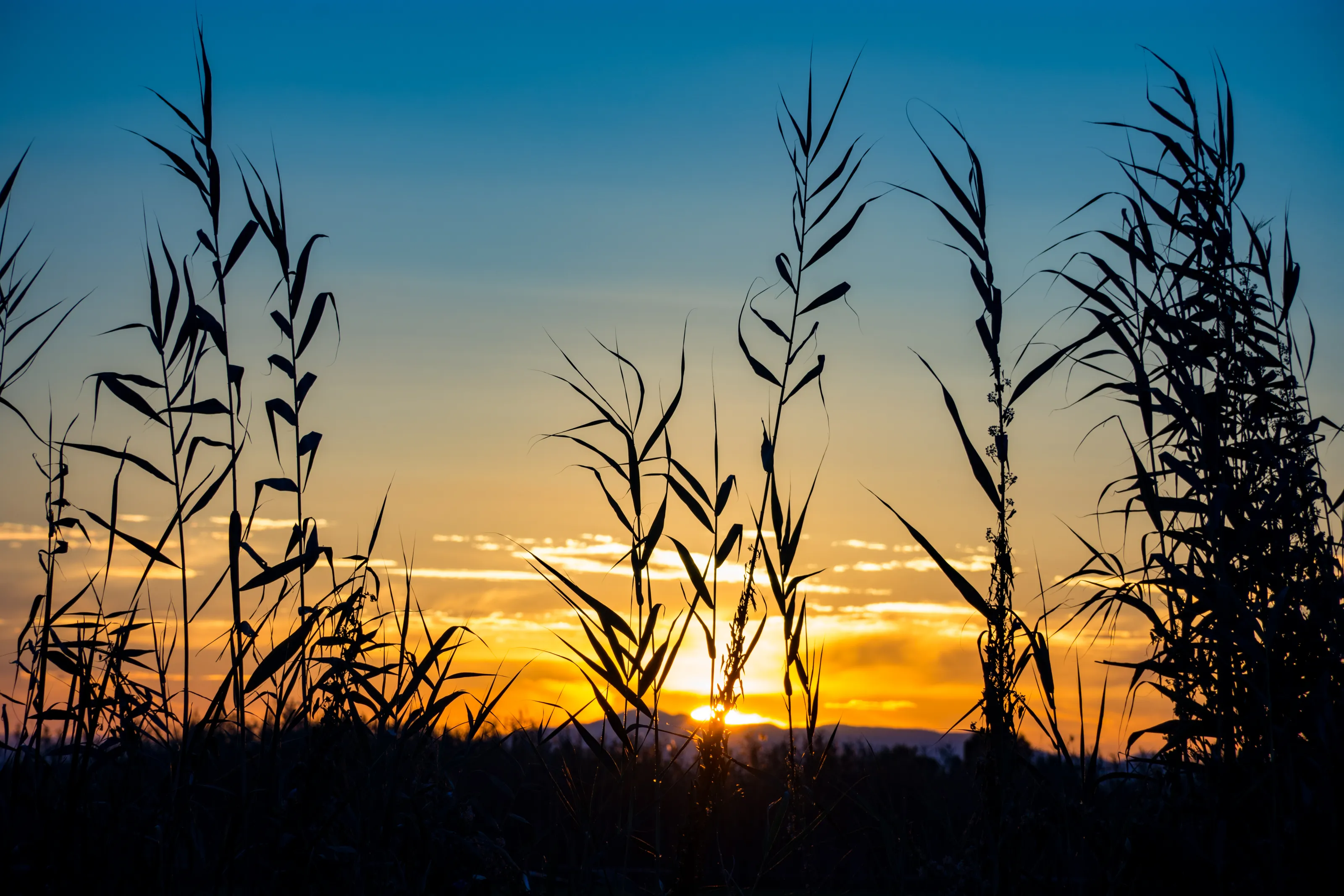 Plants in front of the sunset/sunrise
