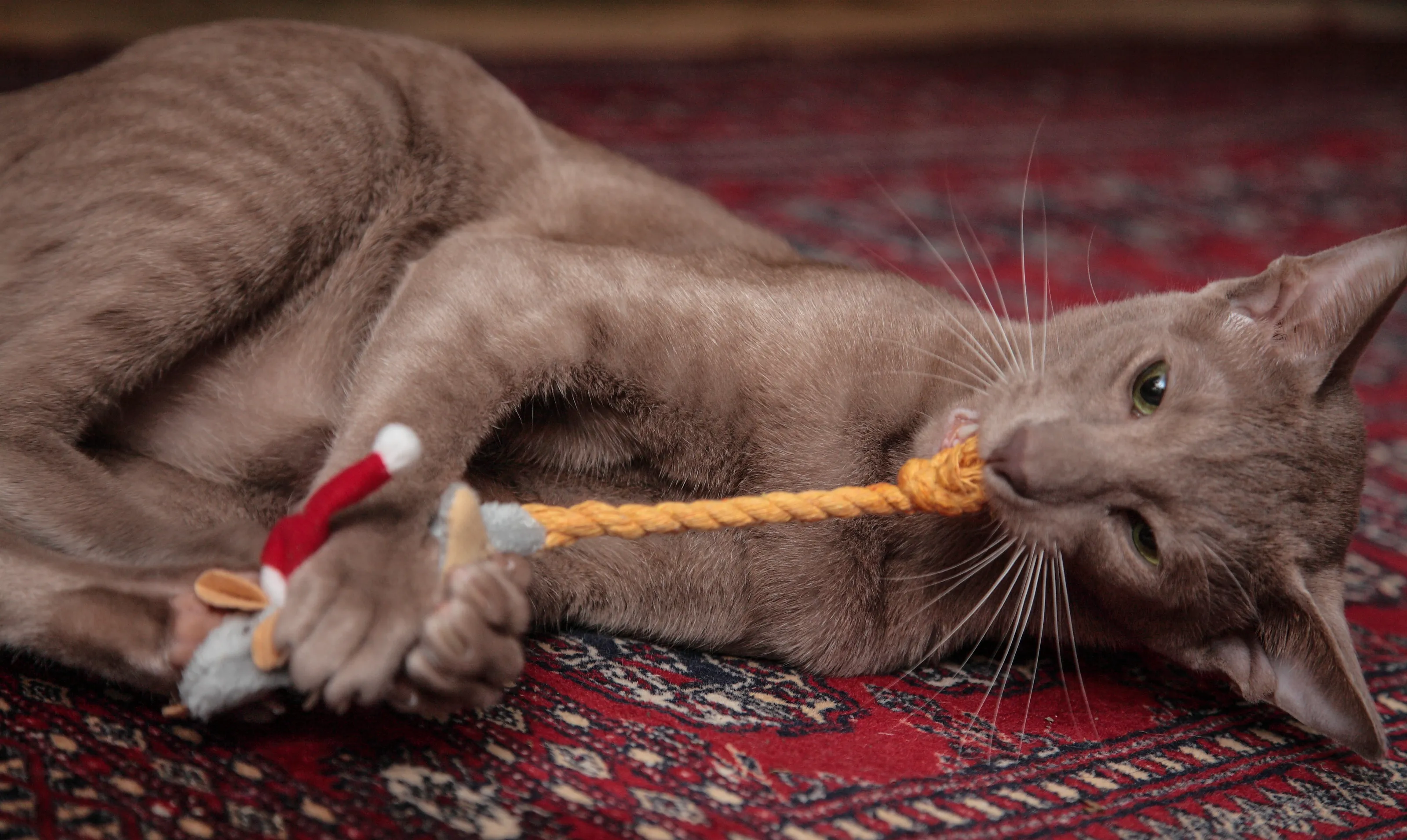 Cats at Christmas