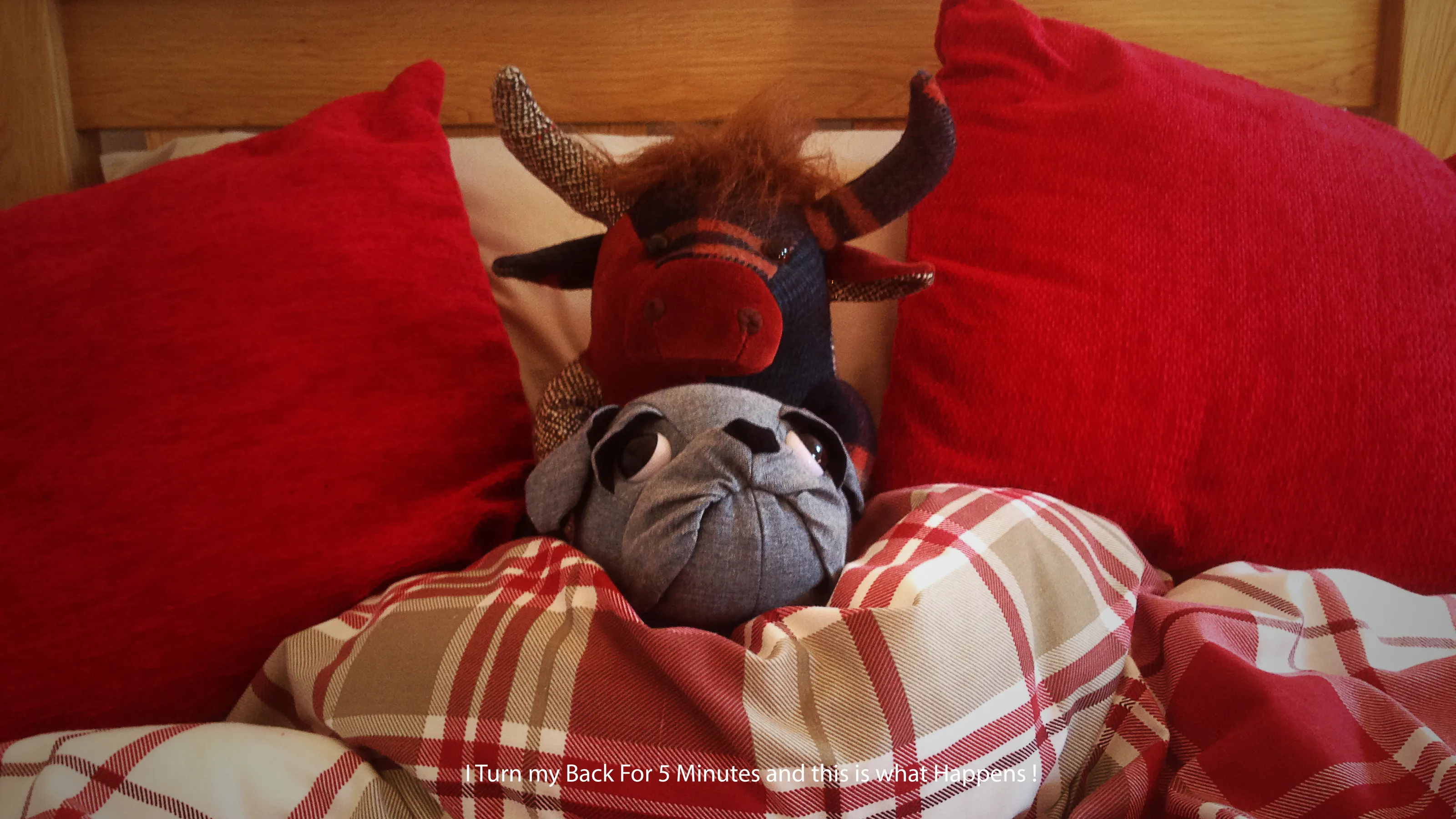Fun with Soft Toys