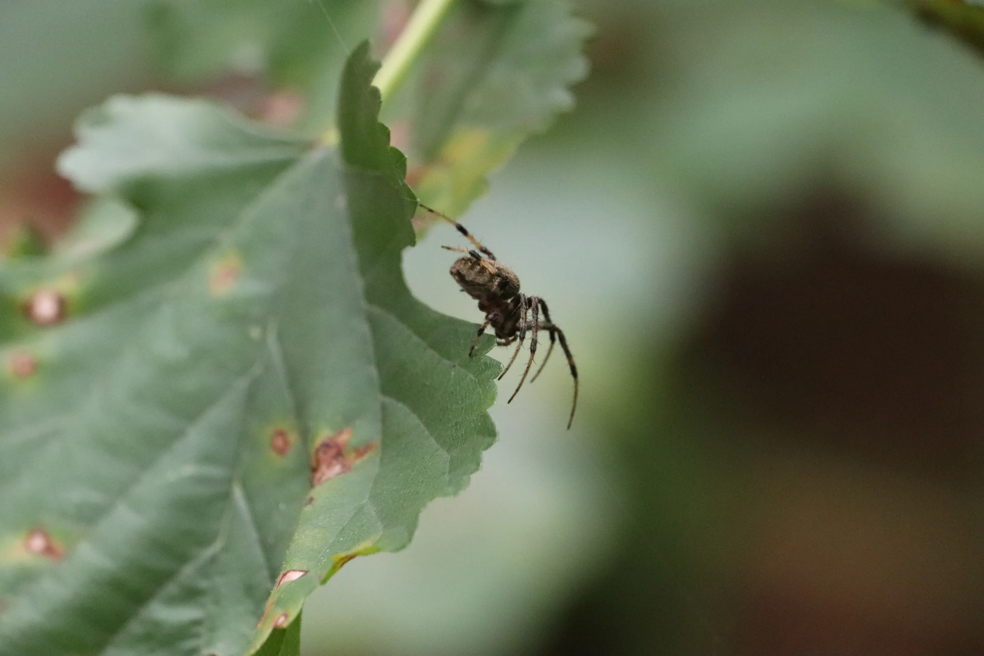 Creepy Crawlies