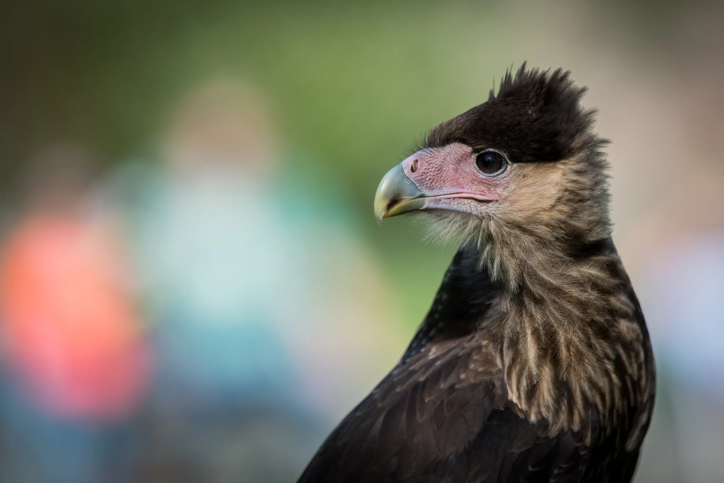 Animal portrait