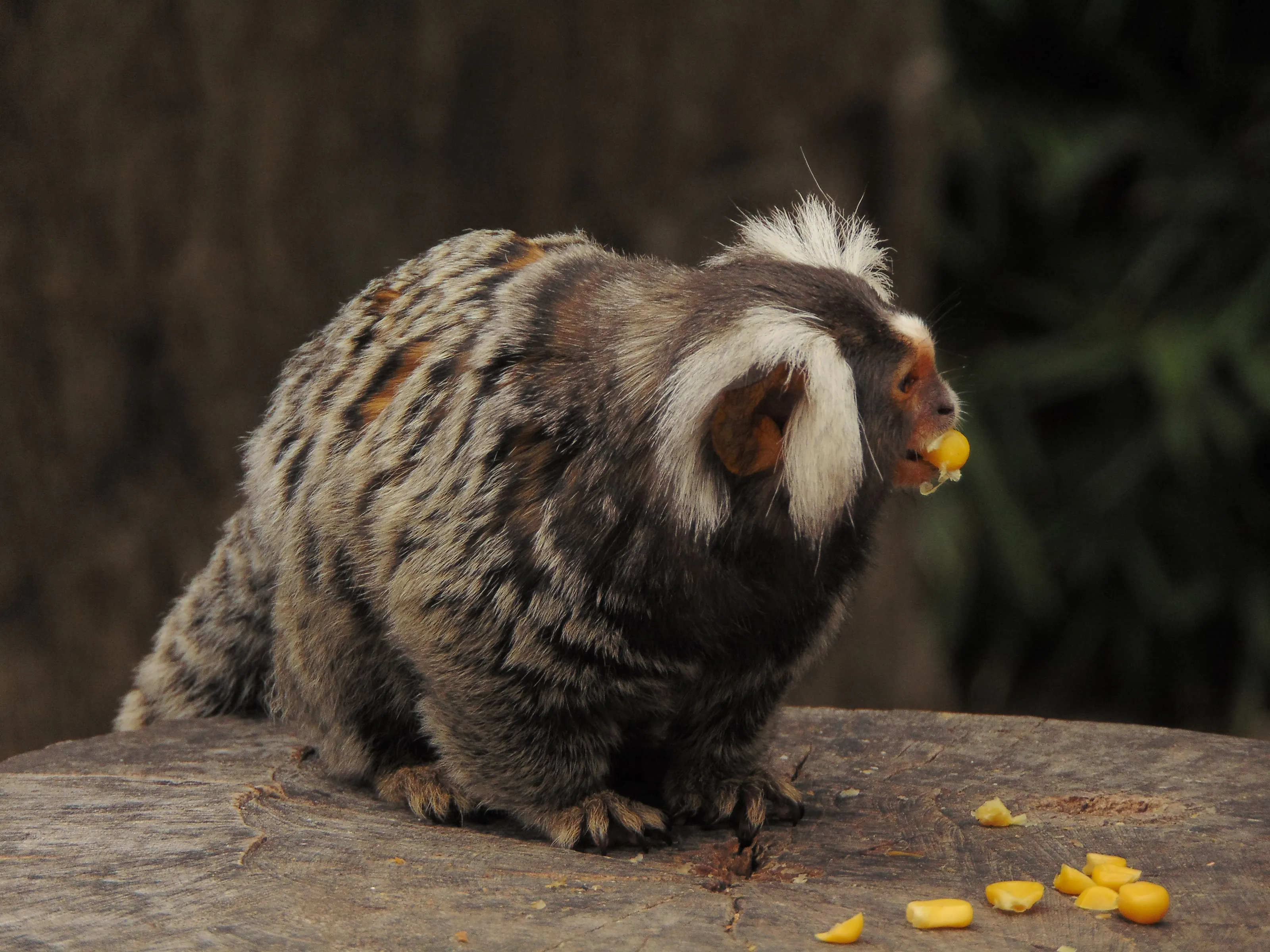Small primates